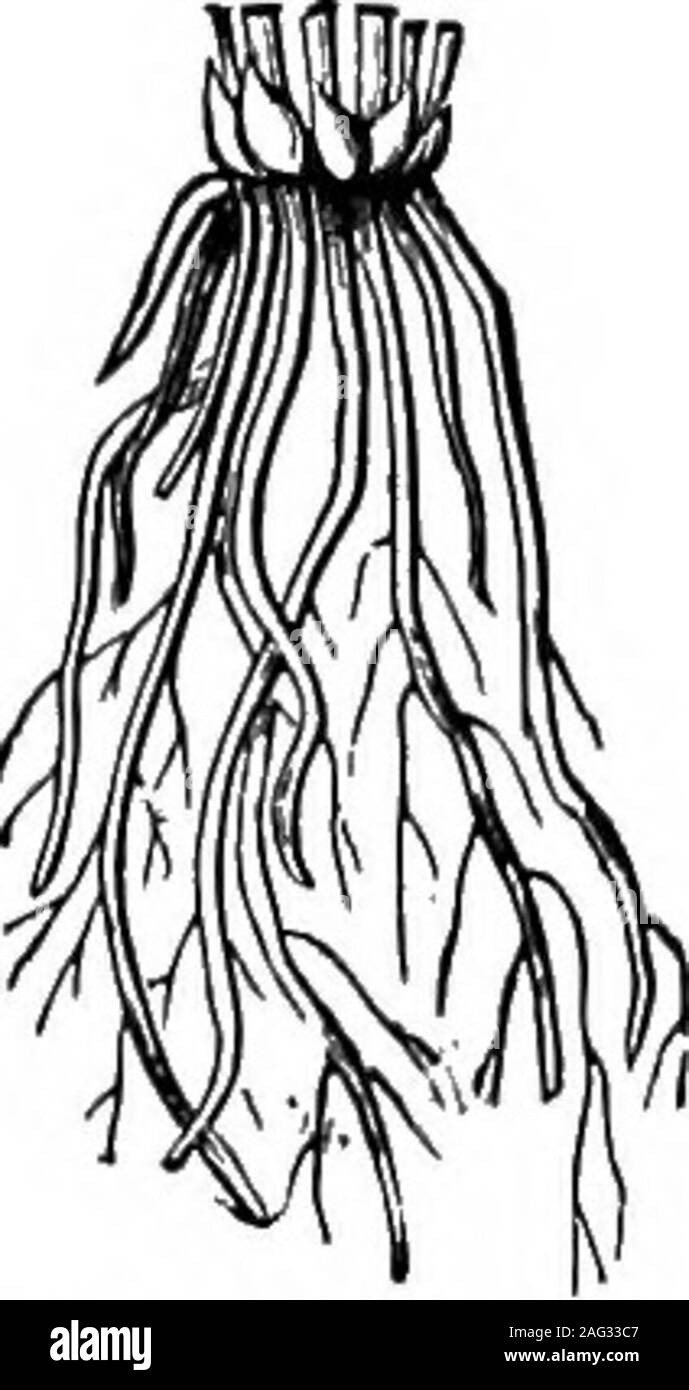 . Natural History Objekt Unterricht: ein Handbuch für Lehrerinnen und Lehrer. Pflanzen und THBIE PEODUCTS. 27 erste Saison diese Pflanzen ein Essen zubereiten, wMch ist tobe die nächste Saison verbraucht bei der Herstellung von Blumen andseeds. Die Anlage - das Essen ist in der Regel im Stammverzeichnis gespeichert, aswe haben gezeigt; es ist aber auch manchmal in der shortstalk und Blätter gefunden, wie in der Kohl. Mehrjährige Kräuter in der Regel. Stockfoto