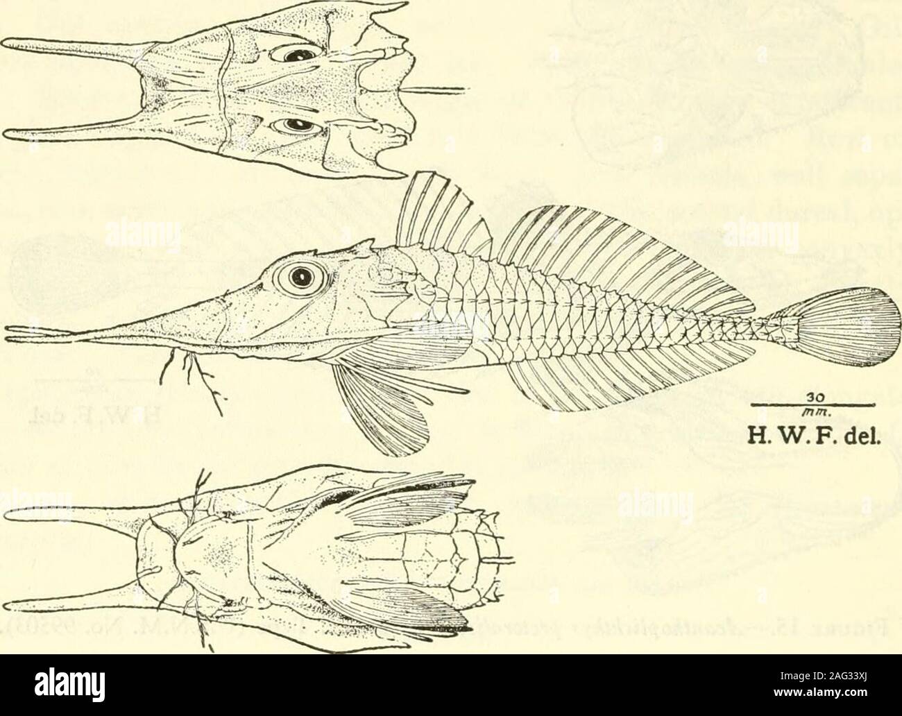 . Bulletin - United States National Museum. rys (Gil-Bert) unterscheidet sich jedoch von beiden in der erheblich mehr Brüste und der ersten Rückenflosse strahlen. Art.-U.S.N.M. Nr. 99503. D.5440. San Fernando PointLight, N. 82°E., 23,1 Meilen (lat. 16°3352 N., lang. 119° 5254 E.), an der Westküste von Luzon. In 172 Klafter. 10. Mai 1909. Nr. 3547 Länge 73 mm. {Großer Brustmuskel, Pektorale, mit Bezug auf die stark developedpectoral Flossen.) 74 BULLETIN 100, UNITED STATES NATIONAL MUSEUM Familie PERISTEDIIDAESubfamily Peristediinae Gattung PERISTEDION PERISTEDION LONGICEPS Lacepede, neue Arten Abbildung 16 Tiefe 5 % im Körper gemessen fr Stockfoto