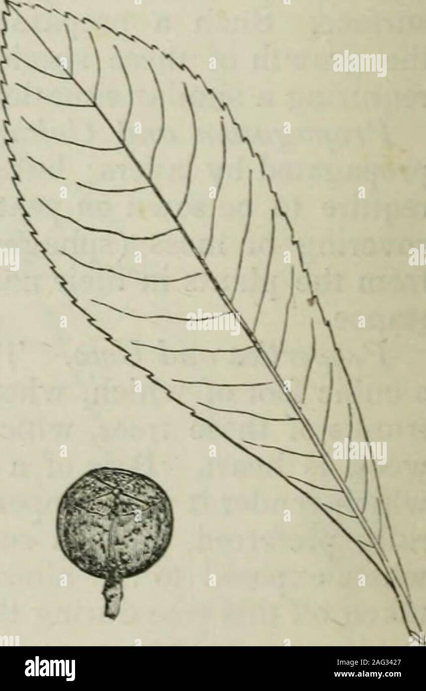 . Www.flickr.com/photos/internetarchivebookimages/tags/book.... s durch Frost zerstört werden. Die Frucht besteht ofround, holzigen Kapseln, die, wenn sie reif sind, die auf dem Gipfel in vier Nähte öffnen, den kleinen Samen zu lösen. Geosraphij und Geschichte. Die Gordonia pubescens ist nur auf banksof den Fluss Altamaha. in Georgien, wo es entdeckt wurde, im Jahr 1770, durch JohnBartram., gaben ihm den Namen der Franklinia. Es war in England eingeführt, im Jahre 1774, von Mi. William Malcolm. Es gibt Pflanzen 10 Fuß hoch in den MileEnd Baumschule, London, und einer größeren Größe bei schiffskommissare Kreuz und im Syon. Itis auch c Stockfoto