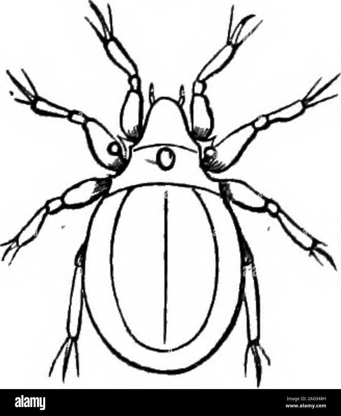 . [Vorträge]. Junge Ixades albipictut. Diese Teile bilden ein Schnabel, 22 Vermont Boakd von AGEicuLTUEtE. Abb. 9. Die Milbe kann unterstellen in das Fleisch seines Wirtes, oben auf das Blut ofwhich viele Arten bestehen. Während sehr viele der Milben auf Tiere parasitäre, einige devoureggs von Insekten. Die Ifotherus (Abb. 9) zerstört Millionen von Der eggsof Käfer, Wurm, und es wird gesagt, dass es auch saugt die Eier von theChinch bug. Einige dieser Arten sind schädlich für den Menschen, dadie Sarcoptes, dass burrows unter die Haut offilthy Menschen, wodurch eine Krankheit einmal so häufig - Juckreiz. Der Käse Milben Stockfoto