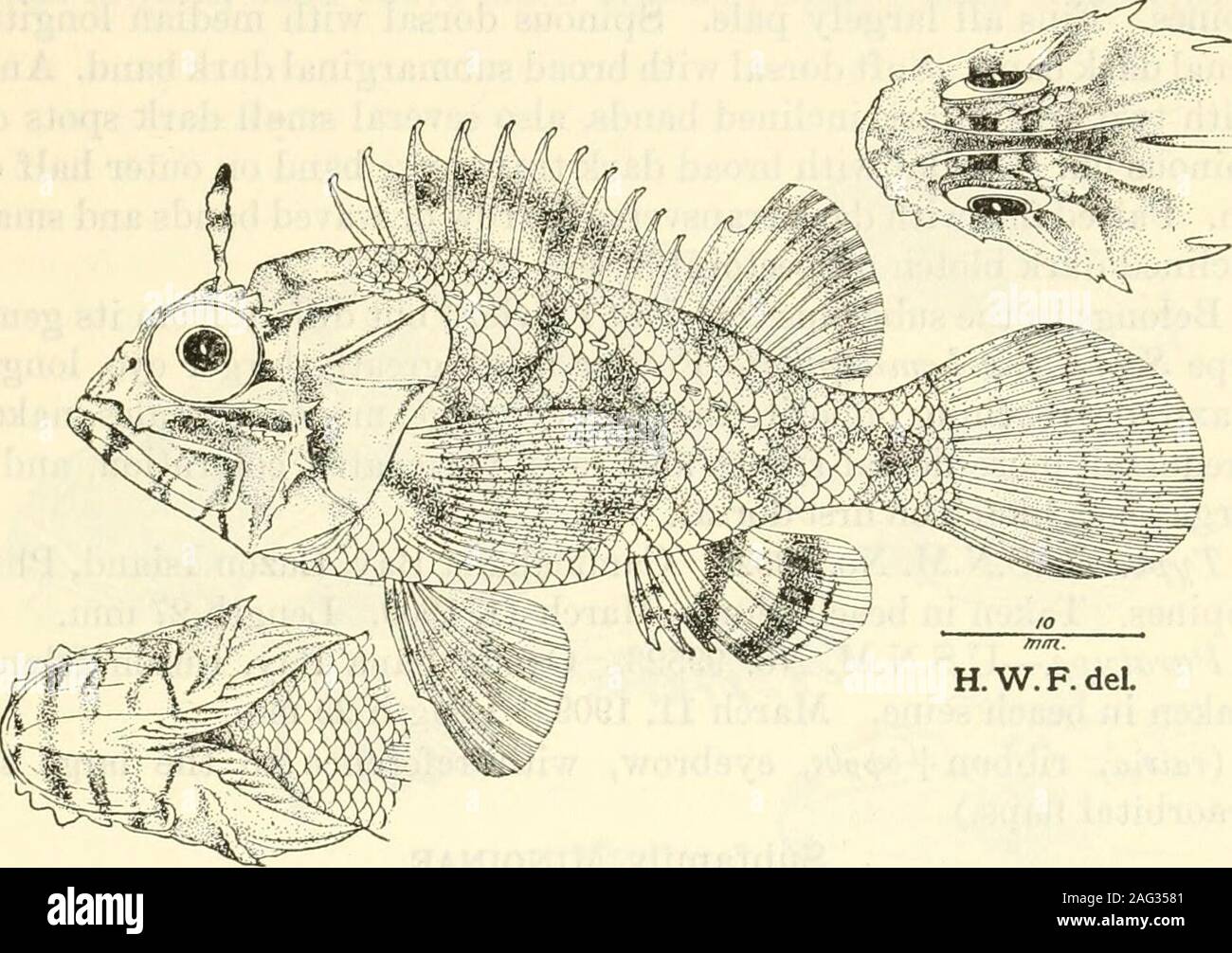 . Bulletin - United States National Museum. t: Tanabe, Provinz ofKii); Abbildungen und Beschreibungen der Fische von Japan, Ed.2, S.507, Pi. 137, Abb. 384 1935 (Typ). ; Nat. V. tIi. Kon. Ak. in der ul. Wetens. Amsterdam (Cirrhit.), Bd. 15, S. 16, 1875 (Typ Ort: Amboina): Atlas irhthyologique Des Indes orientales N 6 erlandaises, Vol. 8 p 147 pi 76 flg. 1, 1876-77 (Typ). Neuen philippinischen FISCHE - FOWLEK 67 truding vor; Zähne in villiform Bands in Jaws, auch onpalatines; knöcherne Stelle zwischen Breite 6% im Kopf von snouttip gemessen, konkav. Gill rakers 5 + 10, robust, kurz, clavate, % Lange Stockfoto