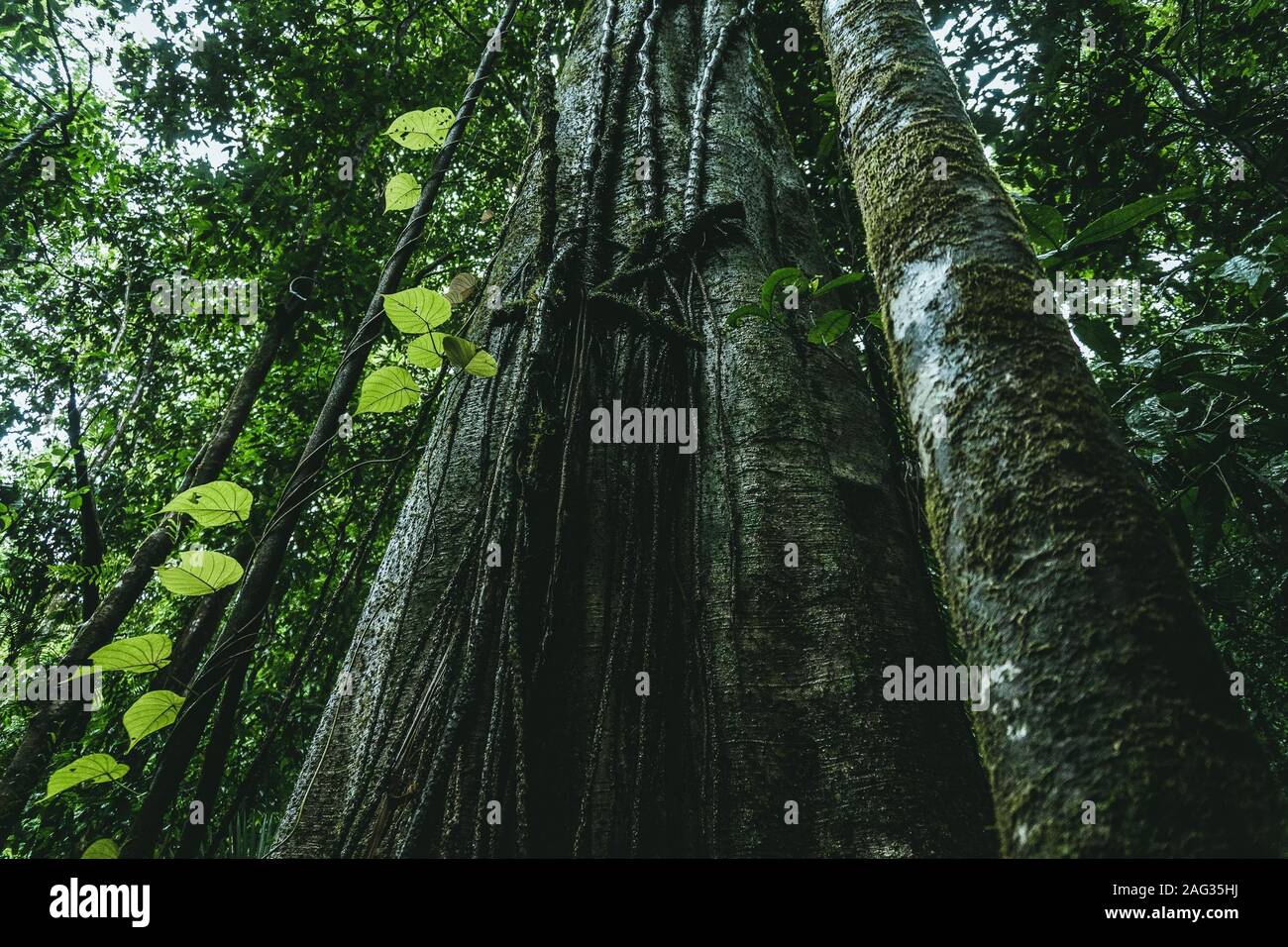 Niedriger Winkel Schuss von langblättrigen Kiefern wachsen in einem Grüner Wald Stockfoto