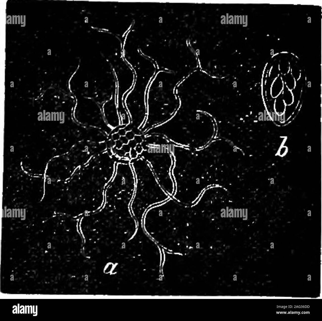 . [Vorträge]. Der Gewebe durch die Aufnahme von Sauerstoff. Thepurely fungoid Theorie, auf der anderen Seite, wird nicht für themany Ausnahmen, die von denen, die die chemische Theorie zugunsten hingewiesen; seit es gezeigt werden kann, dass die chemische Zusammensetzung und densityof jedes Gemüse variieren, so wird die Gattung und Art der Pilze foundto werden variieren mit den näheren Grundsätze der Pflanzen, auf denen theysubsist. Wenn es Wahrheit in diesen Erläuterungen ist, wird der Wert von Klang, herzhaftes seedis eine große präventive. Die Landwirte sollten daher bei der Auswahl greatcare ausüben, und nie eine Krankheit Stockfoto