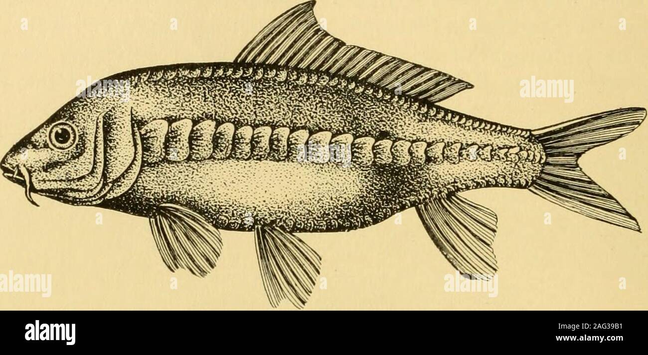 . Goldfisch Sorten und tropische Aquarium Fische; eine komplette Anleitung zum Aquarien und verwandten Themen. Aus dem Schlammigen flatsof Tidewater Streams von der Atlantikküste. Gehackte Würmer machen asuitable Diät für Sie. Größen wie abgebildet sind gute Aquarium - Einwohner. Die Karpfen der Karpfen ist einer der bekanntesten der Fische. Seine tenacityof Leben ist ungewöhnlich, wenn man bedenkt, dass es sich nicht um ein Luft-Entlüftung oder Laby rinth-Fisch. Wenn als Nahrungsmittel Fisch lebendig für ein oder zwei Tage gehalten wird whenbarely mit Wasser angefeuchtet verkauft. Gemeinsame Goldfische in wetAnacharis oder Myriophyllum gewickelt und in einem verpackt Stockfoto