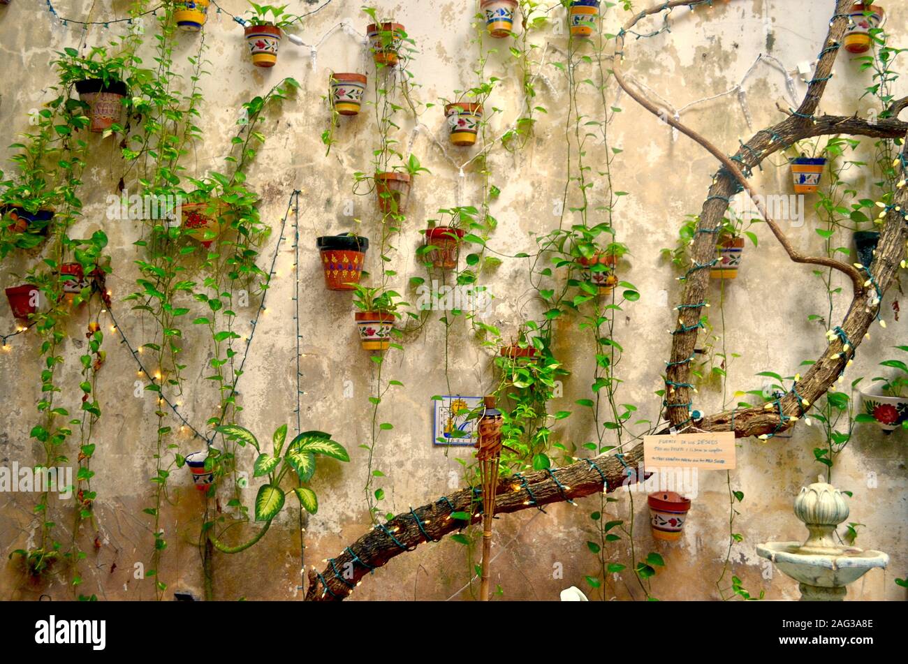 Garten Wand mit bunten Terrakotta Blumentöpfe, hängende Weinreben und Zeichenfolgen von weiße Lichter in der Altstadt von San Juan, Puerto Rico. Stockfoto