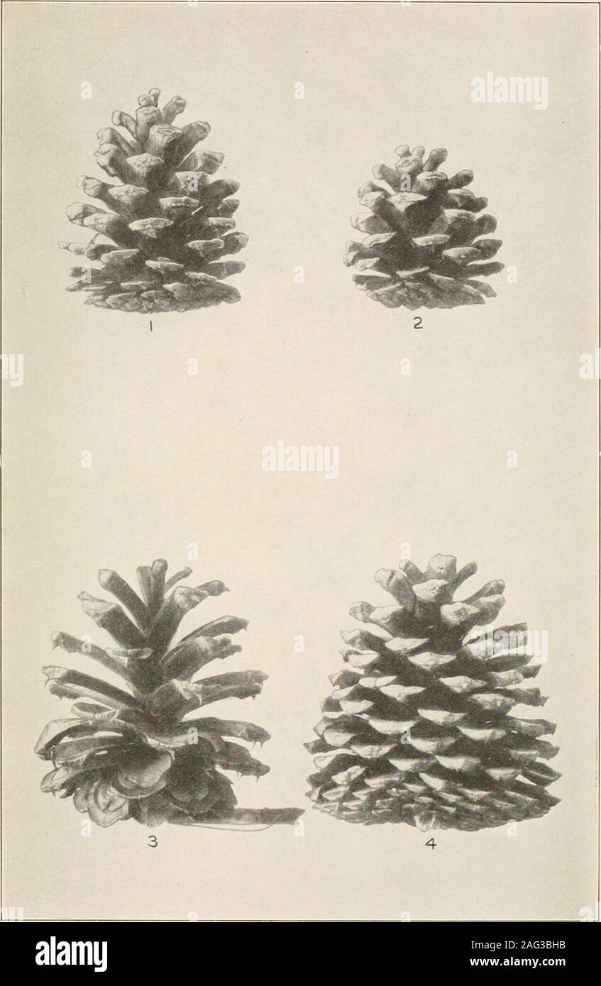 . Die Pflanzen von Southern New Jersey; mit besonderer Bezugnahme auf die Flora des Pine Barrens und die geographische Verteilung der Arten. Original Foto. 1 und 2. PITCH PINE. Pinus rigida. 3 und 4. Alt-Feld Kiefer. P. taeda. X.6. New Jersey Pflanzen. FLATE III. Original Foto. 1 und 2. YELLOW PINE. S. echinata. 3. JERSEY PINE. S. Virginians 4. Teich Kiefer. P. serotina. Nat. Größe. New Jersey Pflanzen. Platte IV. Stockfoto