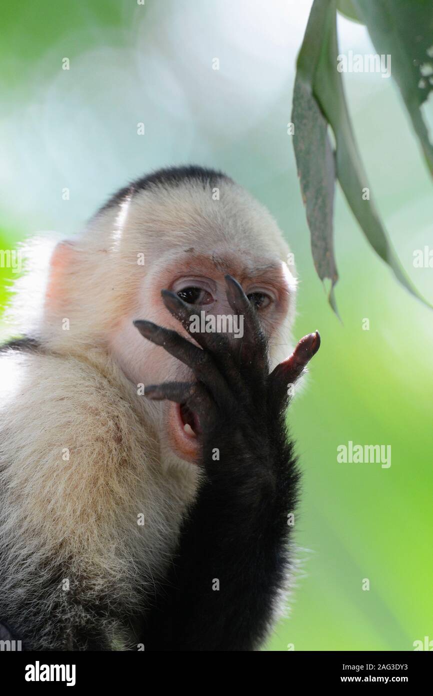 White-faced Kapuziner Affen, Cebus capucinus, Costa Rica. Stockfoto