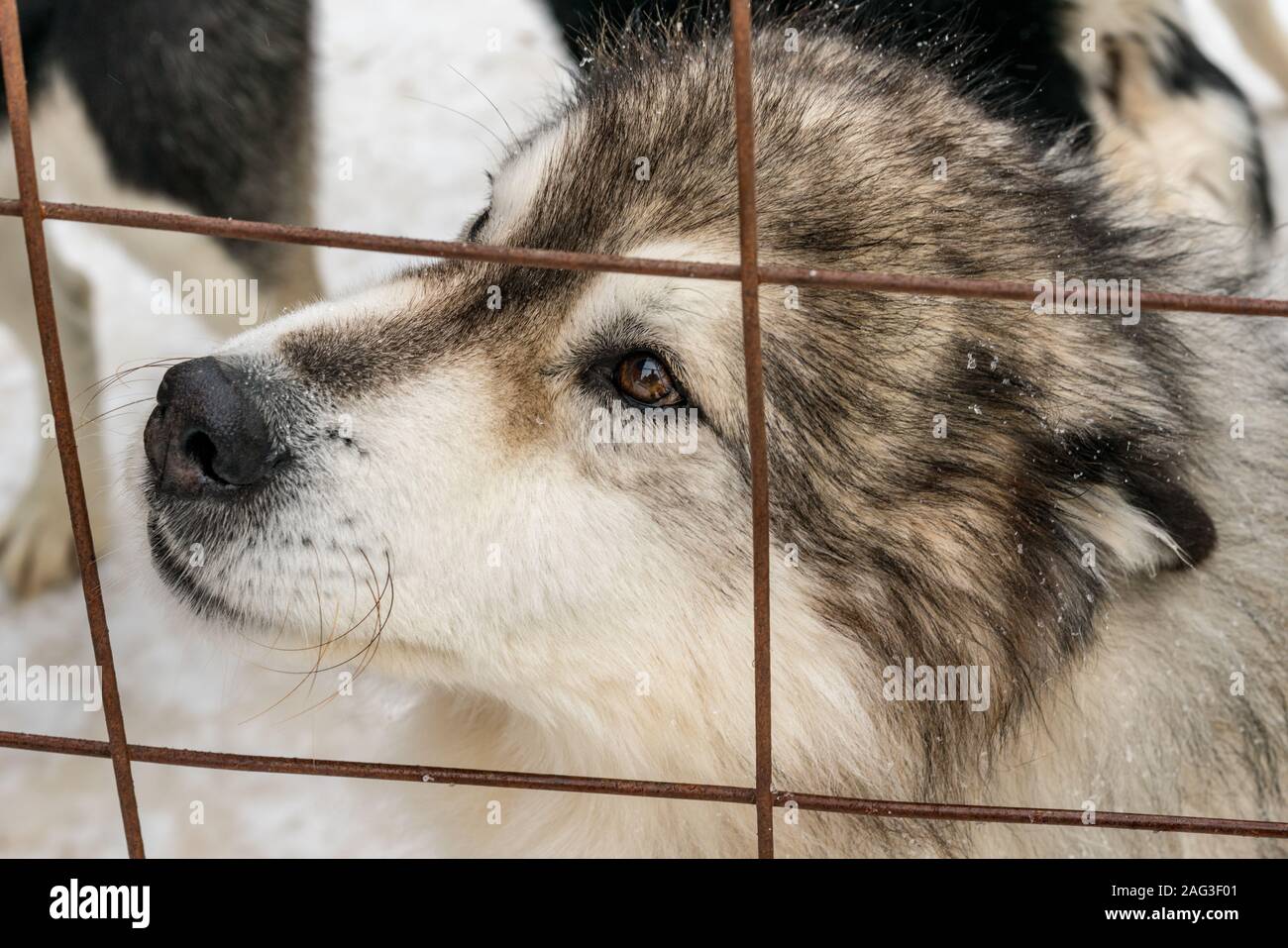 Schlittenhund auf der Halbinsel Gaspé, Quebec, Kanada. (Wissenschaftlicher Name: Canis lupus familiaris) Stockfoto