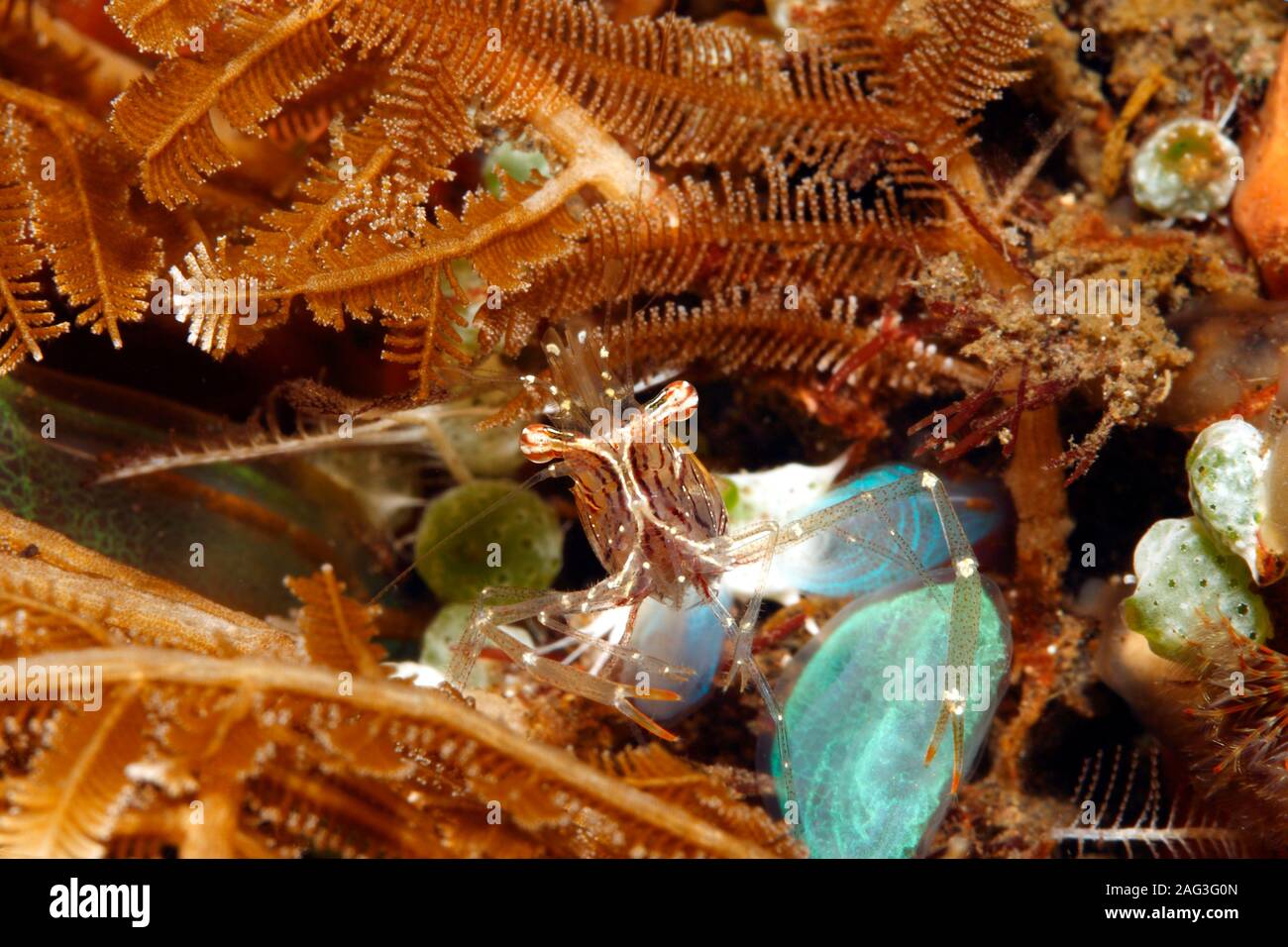 Cuapetes Garnelen, wahrscheinlich Cuapetes grandis. Tulamben, Bali, Indonesien. Bali Sea, Indischer Ozean Stockfoto