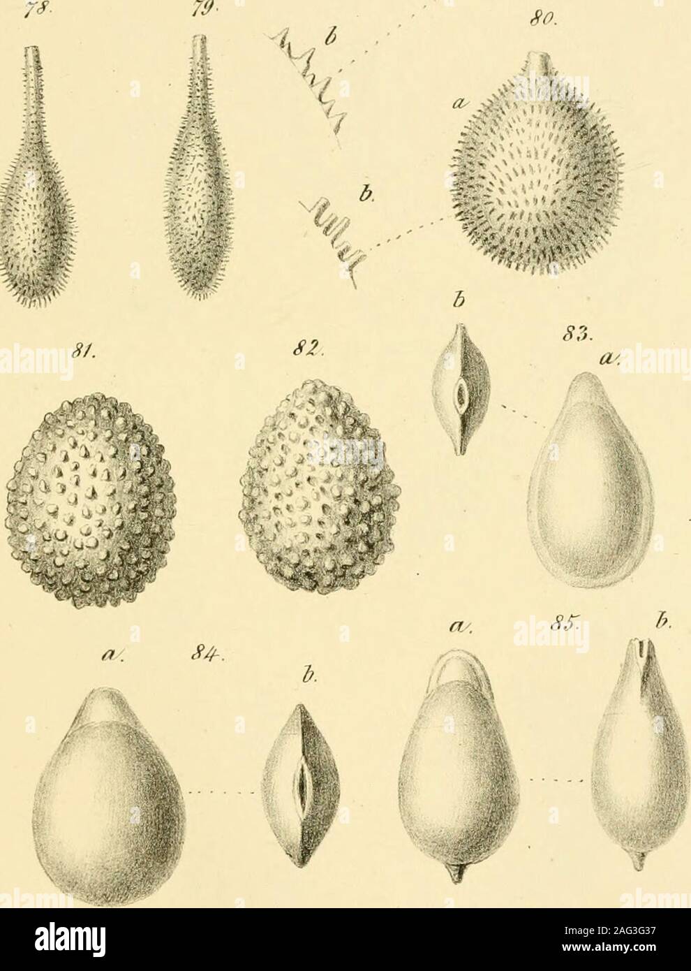 . Sitzungsberichte der Kaiserlichen Akademie, Christian. Mathematisch-Naturwissenschaftliche Classe. Stockfoto