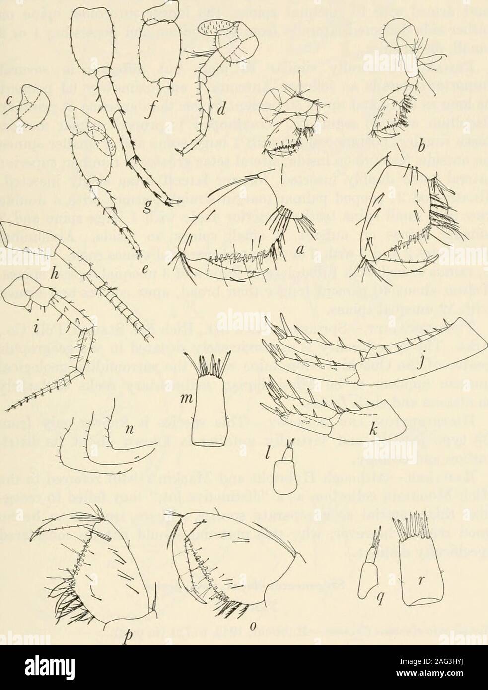 . Bulletin - United States National Museum. nserted; dactyle Kralle ziemlich lang. Der Coxalplates pereopods 2, 3 und 4 ähnlich S. alabamensis in relativeproportions aber mit 7,9, und 12 rn Seten, beziehungsweise. Pereo-pod 7 zwischen 50 und 55 Prozent, solange Körper, ein Uttle mehr thanpereopod 6, 35 bis 40 Prozent länger als pereopod 5. Grundlagen ofpereopods 5-7 ähnlich S.; alabamensis dactyls etwa 1/3 so lang ascorresponding propods. Gill Anordnung abgeschlossen. Die Abdominal- Seite der Platten: posterior Margins konvex, mit 4 oder 5 setaeeach; posterior cornei-s gerundet; ventralen Seitenränder der Platten 2 und Stockfoto