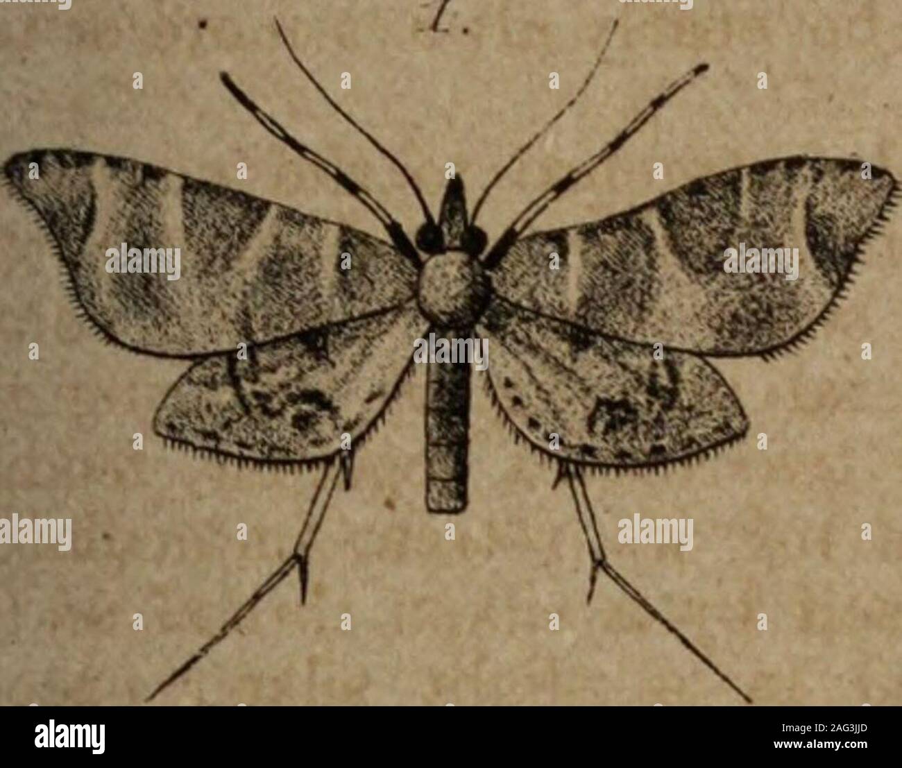 . Transaktionen der königlichen Gesellschaft von Neuseeland. Ington Philosophischen Gesellschaft, 13. Juni 1888.] Platte IX. Zu sehen, dass die Variation der Lepidoptera anzieht, so muchattention in England in der heutigen Zeit, vor allem inits in Bezug auf den Ursprung der Arten, fiel mir ein, dass Pro-haps ein paar Bemerkungen zu einer unserer Motten (Declana floccosa) von Interesse sein könnten, vor allem, wie es scheint nicht unlikelythat Wir sind hier tatsächlich um die schrittweise Evolution ofseveral verschiedene Arten von einem Einzelnen von einem sehr unstablecharacter. Allerdings muss ich meine Ausführungen beginnen mit der statingthat M Stockfoto