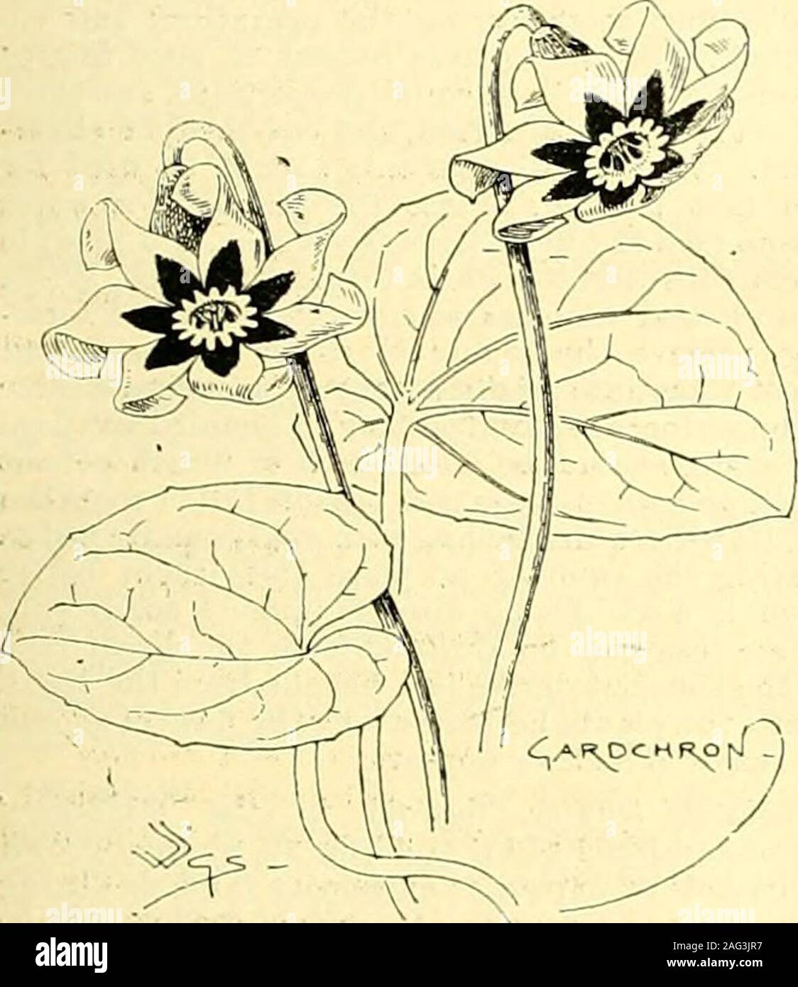 . Die Gärtner' Chronik: Eine wöchentliche Illustrierte Zeitschrift über Gartenbau und verwandte Themen. st über. Durch thatway sichergestellt war, dass jedes kleine Pflanze hatte itsfair Anteil der Ellenbogenbreite tiU stark genug tolift und Shift einzeln in kleine Töpfe, keepingthem in der Nähe von Glas-, und schalten in 48 sbefore schließlich Einpflanzen. A. D. CYCLAMEN COUM. Die runde-leaved Cyclamen ist eine unserer mostvaluable Frühling (man könnte almosteay des Winters) Blumen, für, zusammen mit othermembers der Gattung, wie C. Atkinsii und itshybrids, können Sie oft in Blüte oder inbud im Winter gesehen werden, ich bin Stockfoto