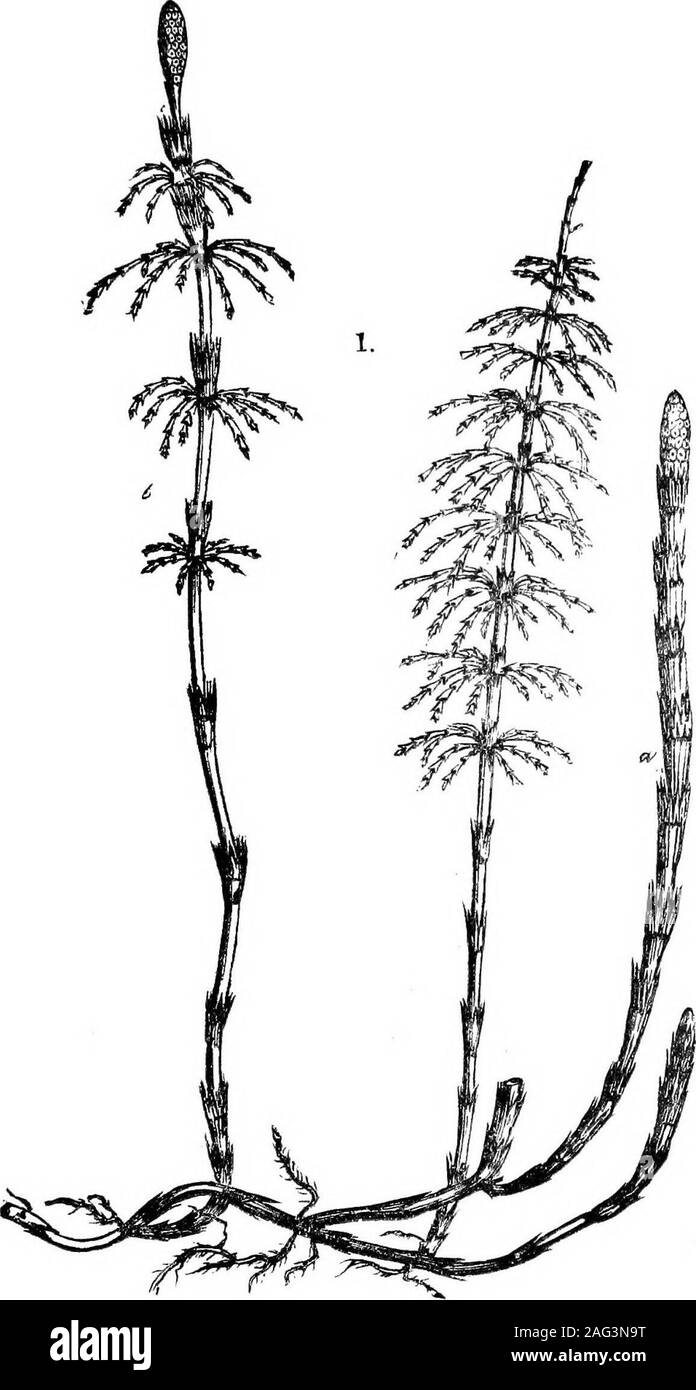 . [Vorträge]. Vergleichsweise littlelime. Außerdem, wenn es kann Schutz vor der Sonne durch eine Position auf der Nordseite von einer Gruppe von Evergreens, oder sogar tief verzweigte de - 6 ciduous Bhnibs, es wird besser geeignet sein als anderswo. Alle theBeplants können im Herbst nach dem ersten Oktober transplantiert werden. SO giftige Pflanzen bezeichnet. In fast jedem Ort die Bauern haben seltsame Vorstellungen aboutpoisonous Pflanzen; als direkte Experimente wurden von myselfand andere auf einige von ihnen, habe ich mehrere Revue passieren. Perhapsthe Eine allgemein als Pferde schädigenden und Bekannte ashor Stockfoto