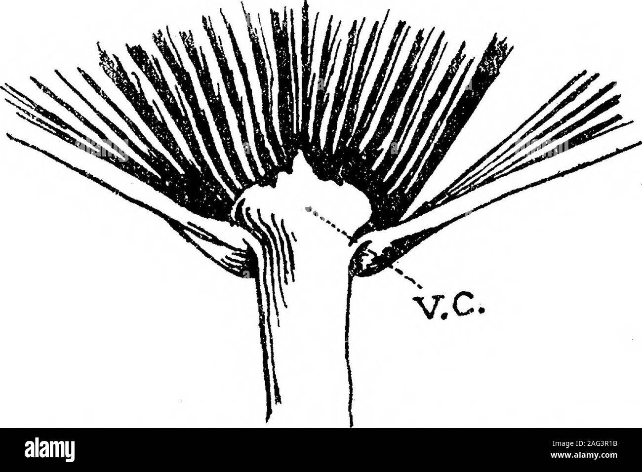 . Auf die Entwicklung und Morphologie der Blätter der Palmen. b in obder Ventilator - Palmen und werden allgemein als ligule und dorsale Scale bekannt ist, können nicht zufrieden stellend in sämlinge untersucht werden, da es nur in der späteren leavesthat sie an ihrer vollen Entwicklung kommen wird. Die dorsale Skala ist seldomconspicuous, aber die ligule, obwohl es ist sehr variabel in Größe und Form gleichgültig Arten, ist oft ein markantes Objekt; Bild. 6 zeigt sein Aussehen in thecase des ausgewachsenen Blattes von Trachycarpus excelsus. Um thedevelopmental Geschichte dieser Strukturen zu folgen, schnitt ich Serial transverse sectionsthrough Th Stockfoto