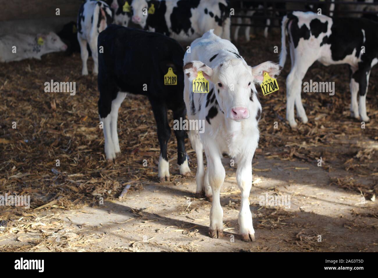 Tierfarmen in South Dakota aufgenommen Stockfoto