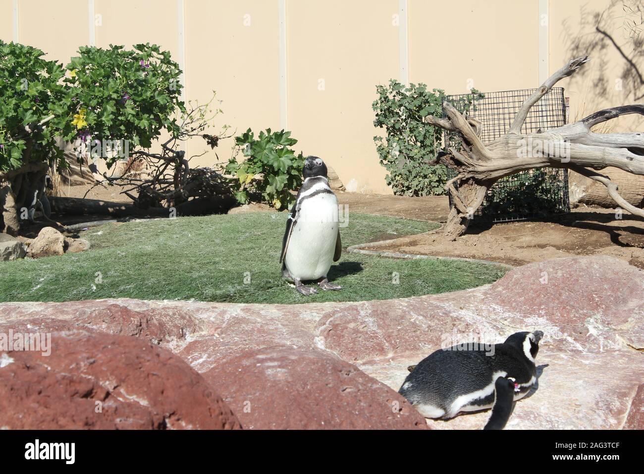 Aufnahme von zwei Pinguinen aus San Francisco Stockfoto