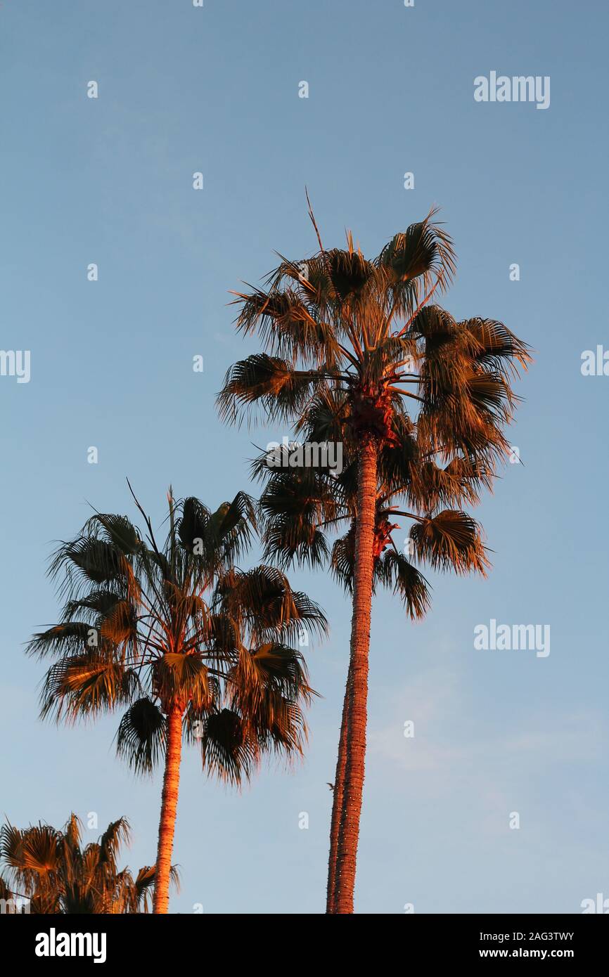Vertikale Aufnahme von schönen Palmen in San Diego aufgenommen zoo Stockfoto