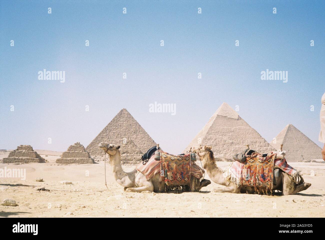 Niedliche Kamele sitzen auf dem Sand vor schönen Ägyptische Pyramiden Stockfoto