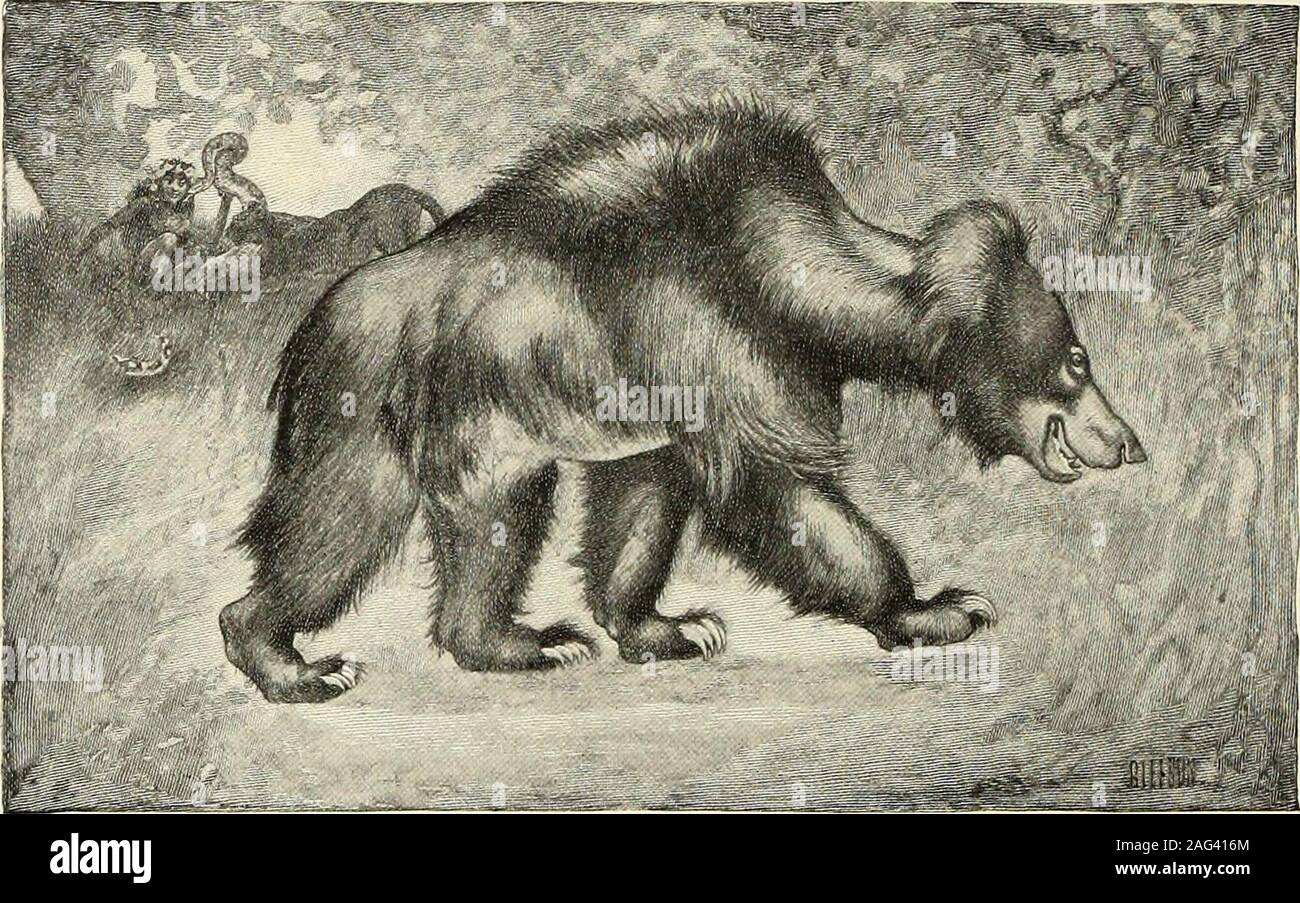 . St. Nikolaus [Serial]. Cousin nellys Schule geschlossen gestern, und sie wird heute Nachmittag hier sein.. -, J fk v BHALU - den indischen Dschungel tragen. Ein von J. M. Gleeson. j* Ich für den Wolf - junge mowgli nicht mehr angemessen - Tier empfiehlt als Play-mate, Guardian angenommen wurden, und Ausbilder als alte Baloo, oder Bhalu, die großen schwarzen, haarigen Sloth - Bär ofIndia. Kaa, die Python, die seiner sinuousfolds eine Tiara Hängematte für seine jungenhafte Spielen-mate, ist eine faszinierende Begleiter; Baghira, der Schwarze Panther, erfüllt unsere desirefor etwas stark, schön und schrecklich. Aber alte Baloo, Brummen seiner singen - Stockfoto