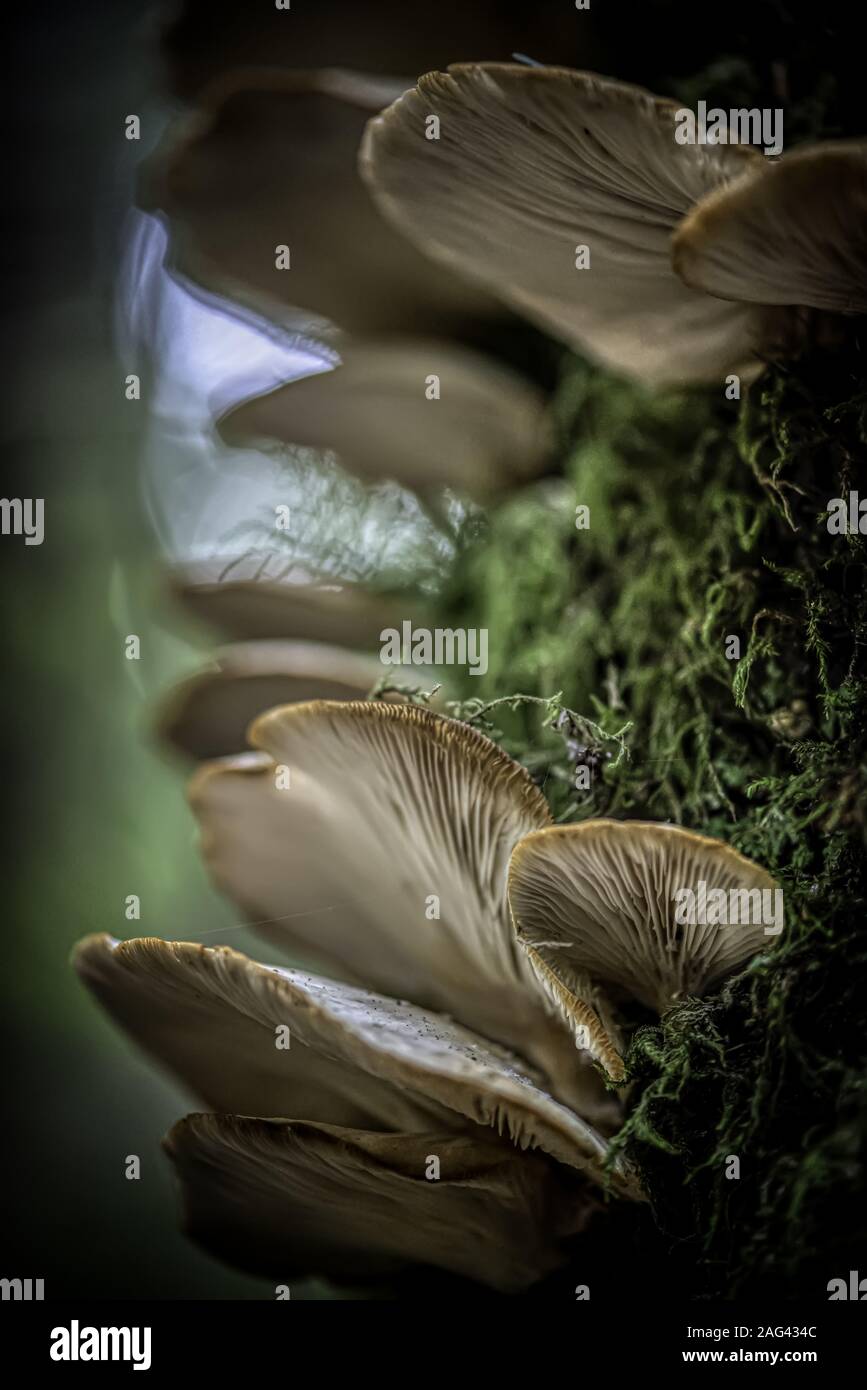 Schöne vertikale Nahaufnahme von Oyster Pilzschichten gewachsen Ein Baum mit verschwommenem Hintergrund Stockfoto