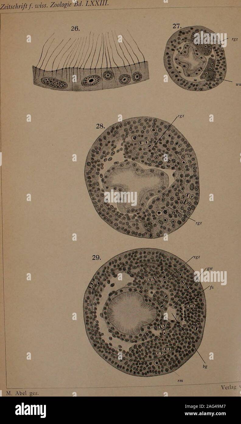 . Zeitschrift für wissenschaftliche Zoologie. bs Ann in Leipzig. Klischees u. Druck v. Alphons Bruckmann in München. Ta w. Iii. Stockfoto