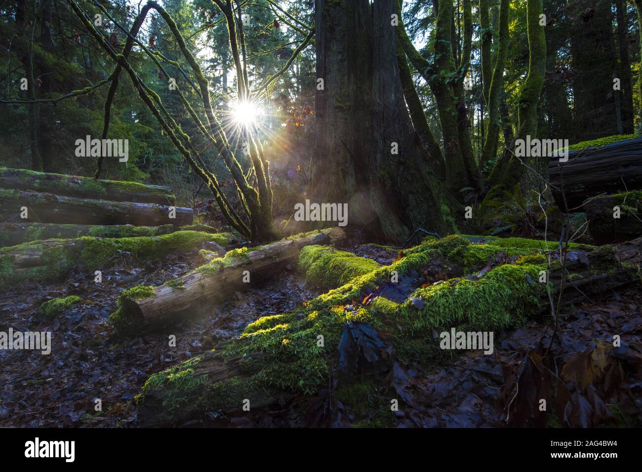 Baumstämme im Wald mit Moos bedeckt mit dem Schöne helle Sonne im Hintergrund Stockfoto