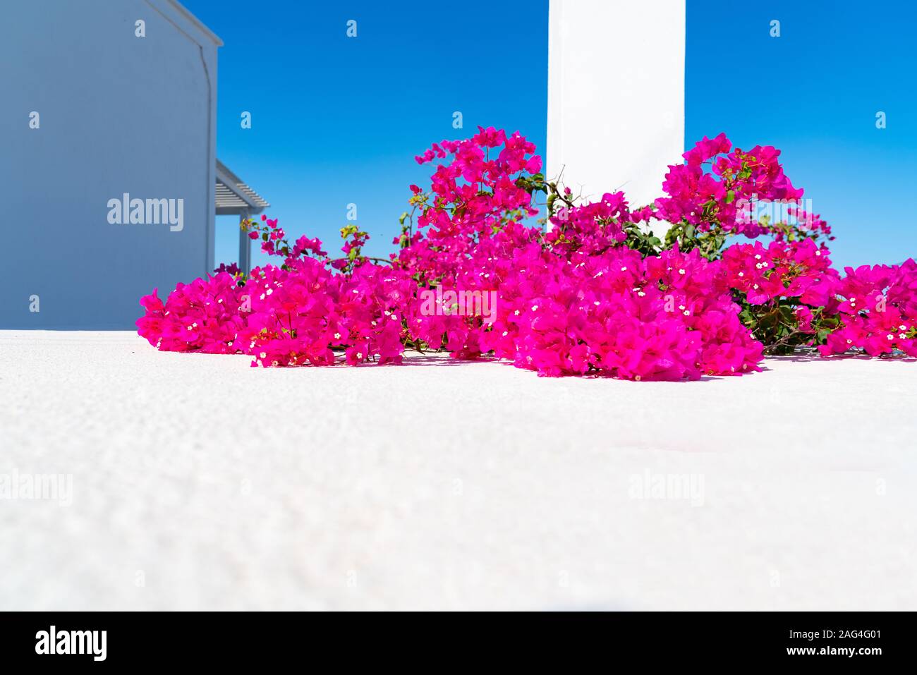 Rosafarbene bougainvillea Reben und Blumen auf die weiße Wand unter blauem Himmel in der typisch griechischen Insel Bild. Stockfoto