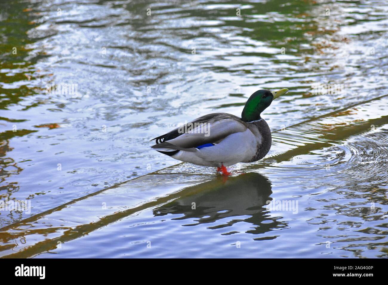 Schöne Aufnahme einer bunt gefiederten Stockente, die auf einem Dock steht Im See während des Tages Stockfoto