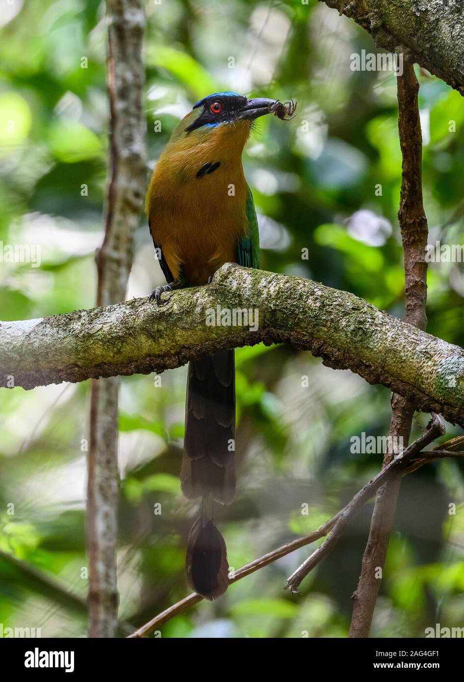 Eine Amazonian Motmot (Momotus momota) verfing sich eine Spinne im amazonischen Regenwald. Tocantins, Brasilien. Stockfoto