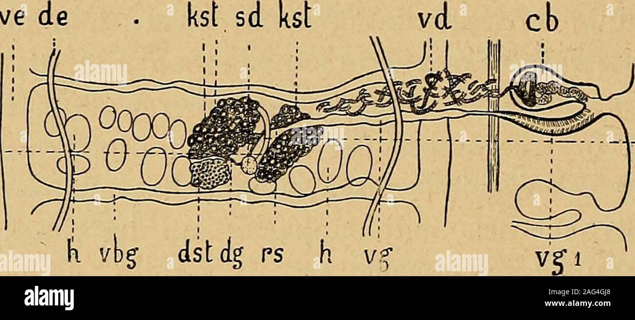 . Archive de Parasitologie. und entsendet imhinteren Theil der Glieder ein quer verlaufendes, in der DORSO-ventralebene schwach gewelltes Verbindungsgefâss [vbg), von 15 [xim Querschnitt. Das dorsale Gefâss, von 13[x im Einspritzdruck, ver-làuft medianwàrts vom ventralen in langausgezogenen, schwachen 278 C. VON JANICKI Schlingen; es bildet keine Verbindungsgefasse. In àlteren Proglot - Liden oblilerirt das dorsale Gefàsspaar, das ventrale wird dagegenum so stàker. Der Einspritzdruck dièses Lângsgefâsses wàchst bis zu 94 S., der des Verbindungsgefàsses bis 31 [x. Zugleich geschiehtder Verlauf des Vent Stockfoto