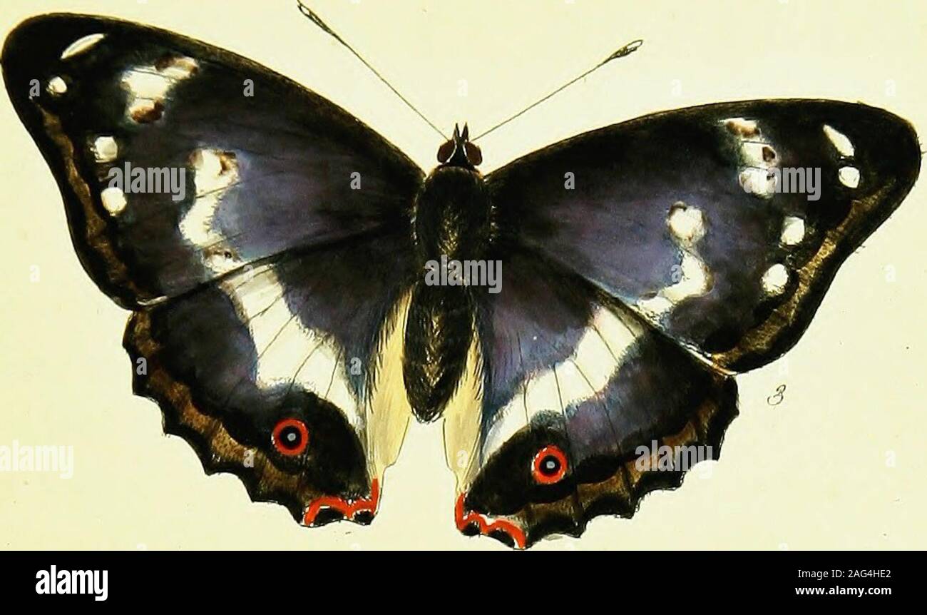 . Die papilios von Großbritannien, systematisch gegliedert, präzise graviert, und aus der Natur lackiert, mit der natürlichen Geschichte der einzelnen Arten, von einem Schließen der Anwendung zum Gegenstand, und Beobachtungen in verschiedenen Ländern dieses Reiches gemacht; sowie aus der Zucht Zahlen aus dem Ei oder Caterpillar, während der letzten dreißig Jahre. Linnoeus. Lila Kaiser. Harris. Dieses mod schöner Schmetterling ist ein Bewohner unserer Wälder; aber es ist sehr Farfrom wird häufig: und die Schnelligkeit eines Fluges fo schnell, dass das Auge Es canfcarcely folgen, und seine foaring wie ein Falke hoch in der Luft, macht Stockfoto