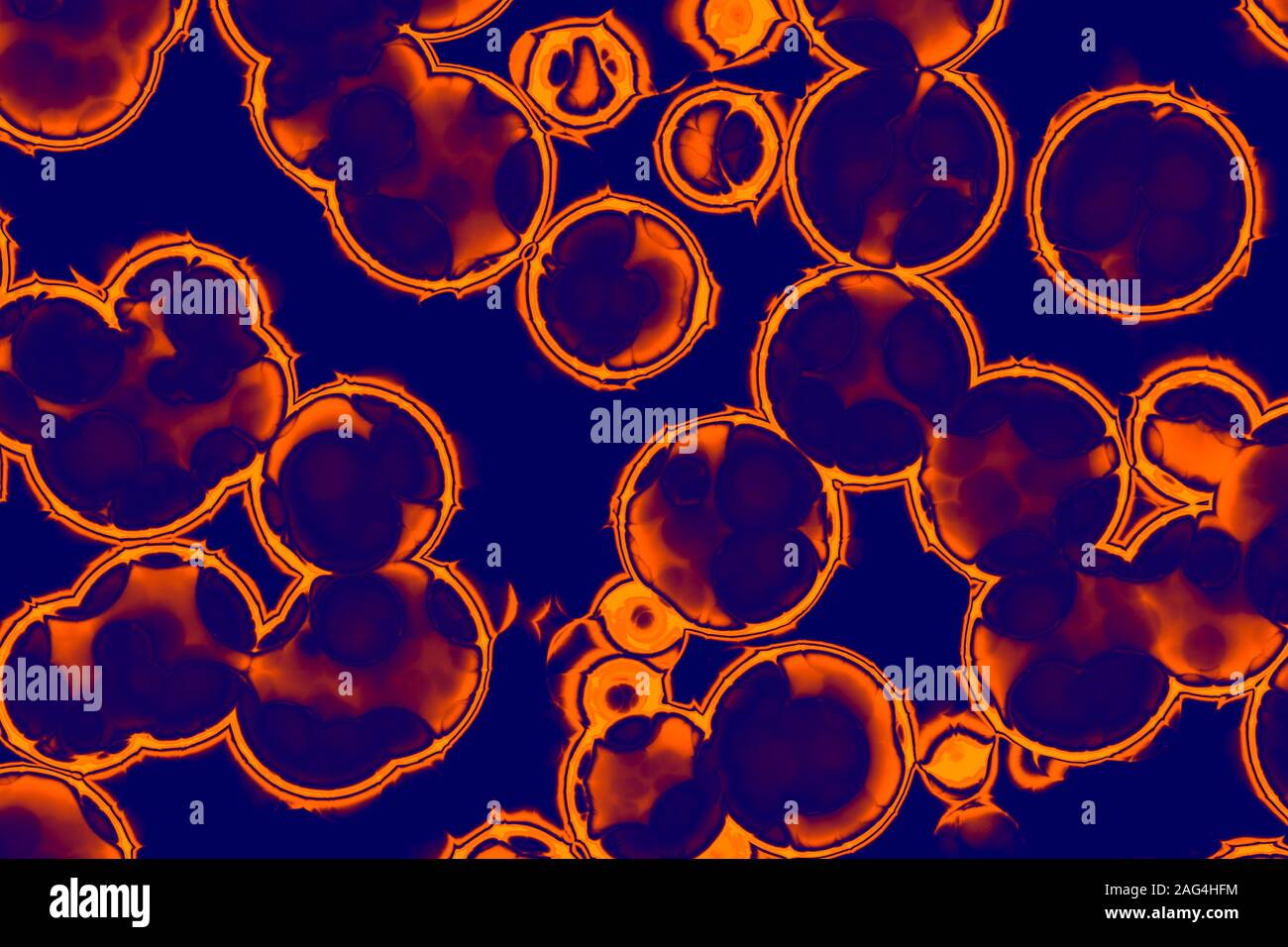 Form der bakteriellen Zelle: Kokken, Bazillen, spirillen Bakterien Hintergrund Stockfoto