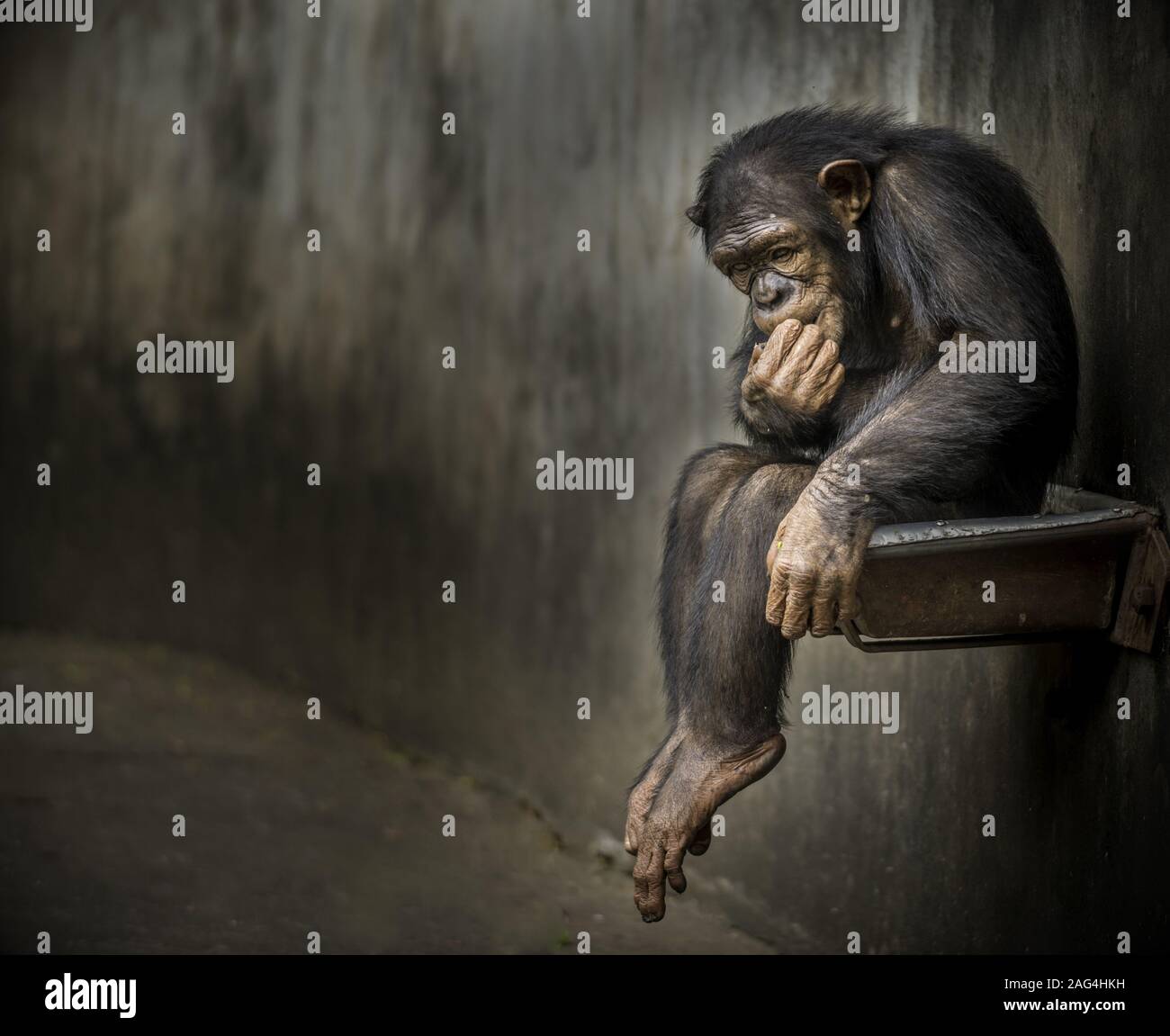 Schimpansen sitzen auf einem Metall rostigen Waschbecken in einem verwitterten Käfig über etwas tief zu kontemplieren. Stockfoto