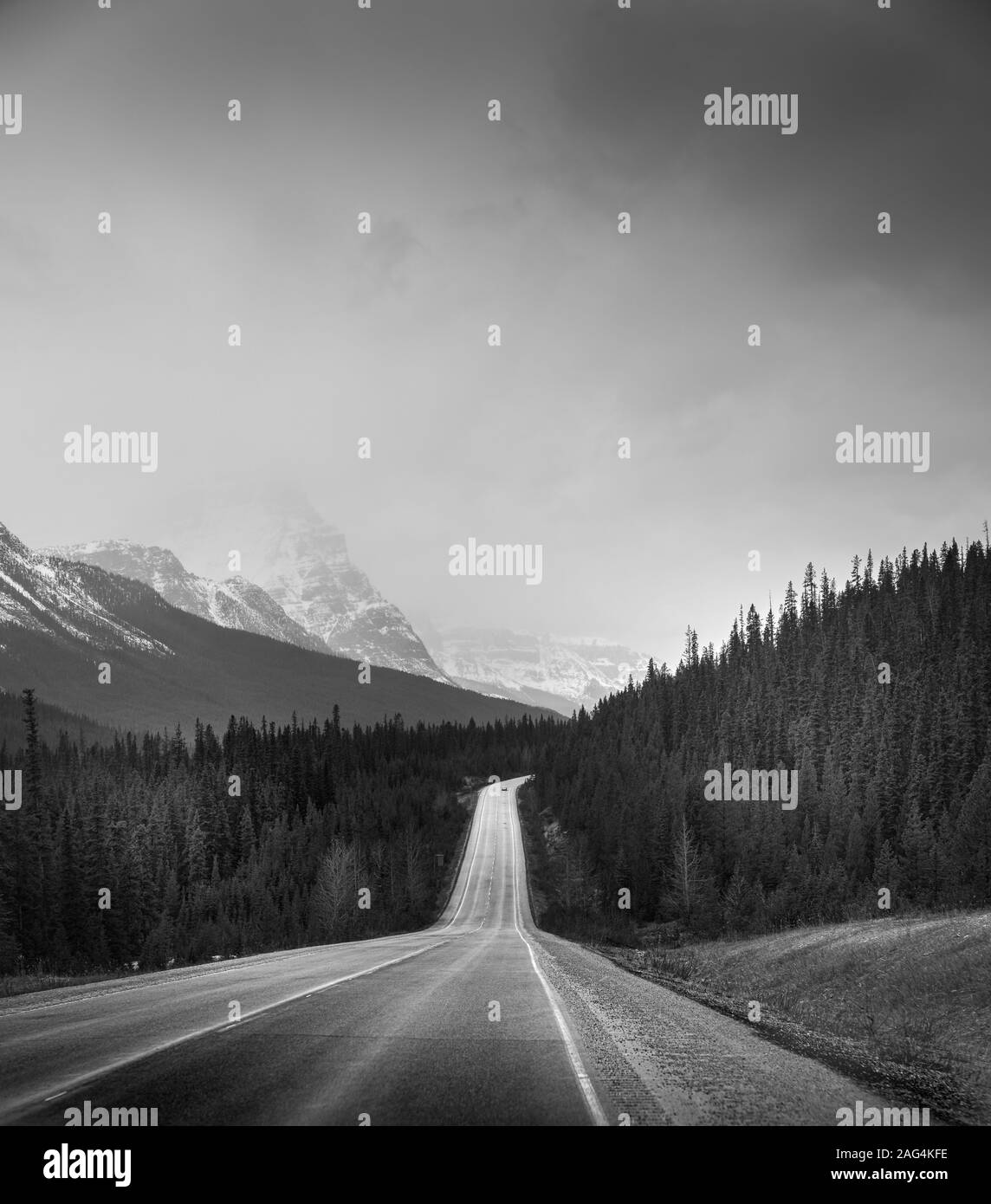 Graustufen vertikale Aufnahme einer Straße in der Mitte von Ein Wald unter dem klaren Himmel Stockfoto