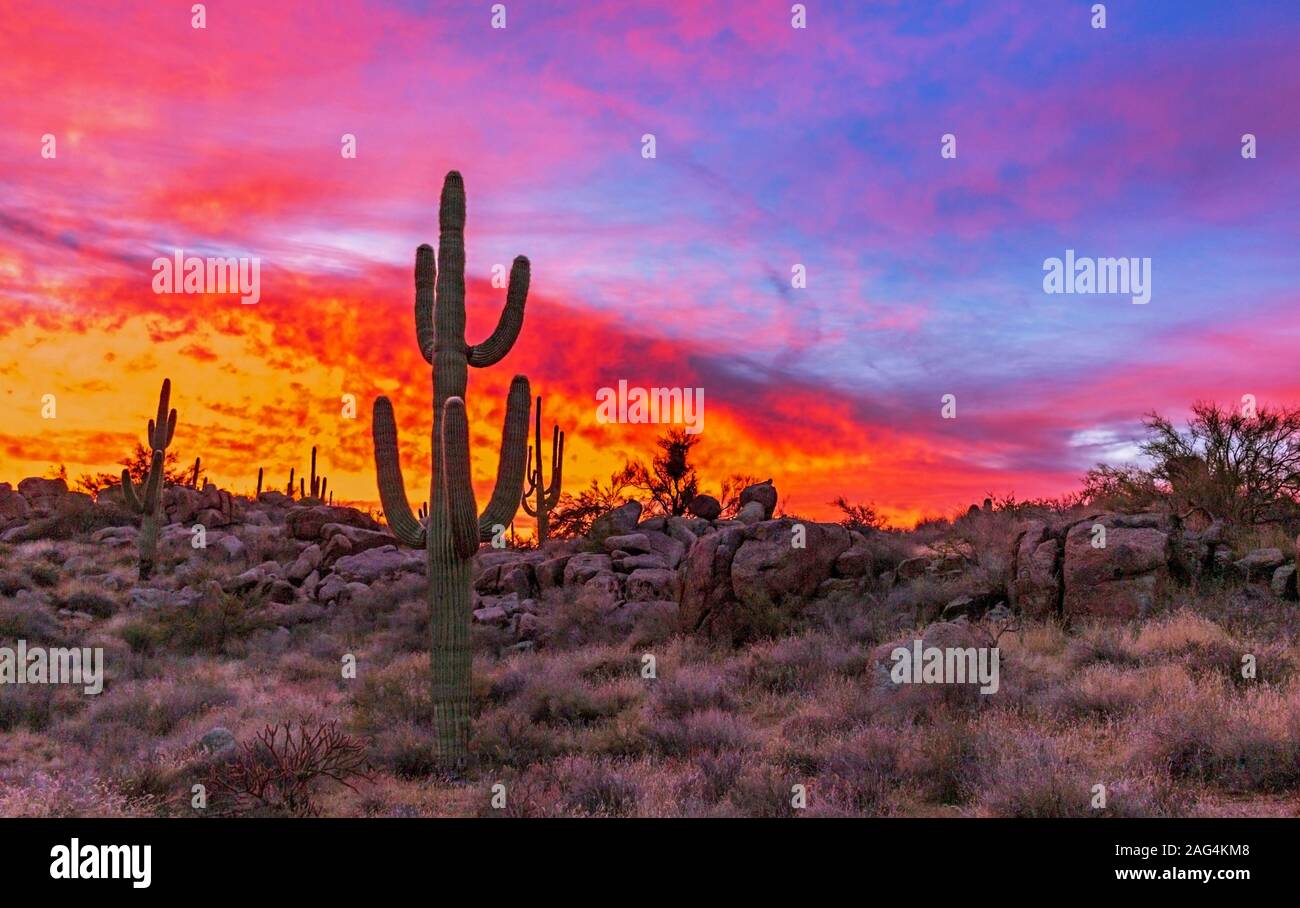 Bunte und lebendige Arizona Sonnenaufgang mit Kaktus in Scottsdale Wüste bewahren. Stockfoto