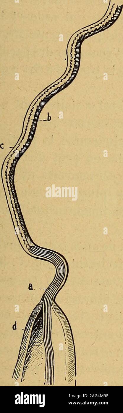 . Archive de Parasitologie. , Au Nombre de Quatre comme lesbothiidies, sind fixés aux Tissus sous-jacents dans toute Leur éten - durch, Mais auf peut très facilement Jes isoler dun Coup daiguille. LES Elimination von Helminthen DANS LE FOIE 169 La Länge de ces Filamente est relativement delextrémité considérable, et de la Tête, chacun deux Va, en Suivant les parois, aboutir à lextrémité Dune de Quatre saillies brunâtres nicht nousavons constaté la présence sur les Gesichter latérales de la dernièrepartie saillies invaginée; ces se détachent également avec Beau-coup de facilité. Après avoir isoléet détaché complète - Stockfoto