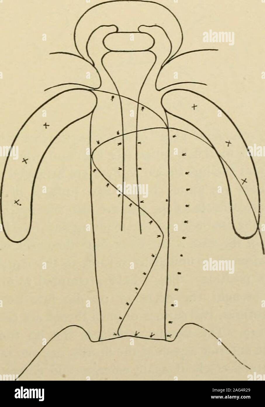 . Handbuch der operativen Chirurgie. Abb. 236.- (Lane). Abb. 237.- (Lane.) I&gt; 2 GAUMENSPALTE im Bereich der Schleimhaut entsprechend dem Dreieck 8, 9 und 10 wird angehoben und wieder nach innen. Der Bereich der muco - knochenhaut in 5, 6, 7 und 8 wird aus den darunter liegenden Knochen angehoben, außer bei der Einreise posterior des pfälzischen Gefäße und Nerven, die den Drehzapfen auf dem thisflap dreht. Die Schleimhaut wird aus dem premaxilla und tromthe freien Rand des Septum in der Art und Weise durch die gestrichelte Linien gekennzeichnet gestreift, showingincisions im Diagramm. Große Klappen werden aus den Häfen Schnitt Stockfoto