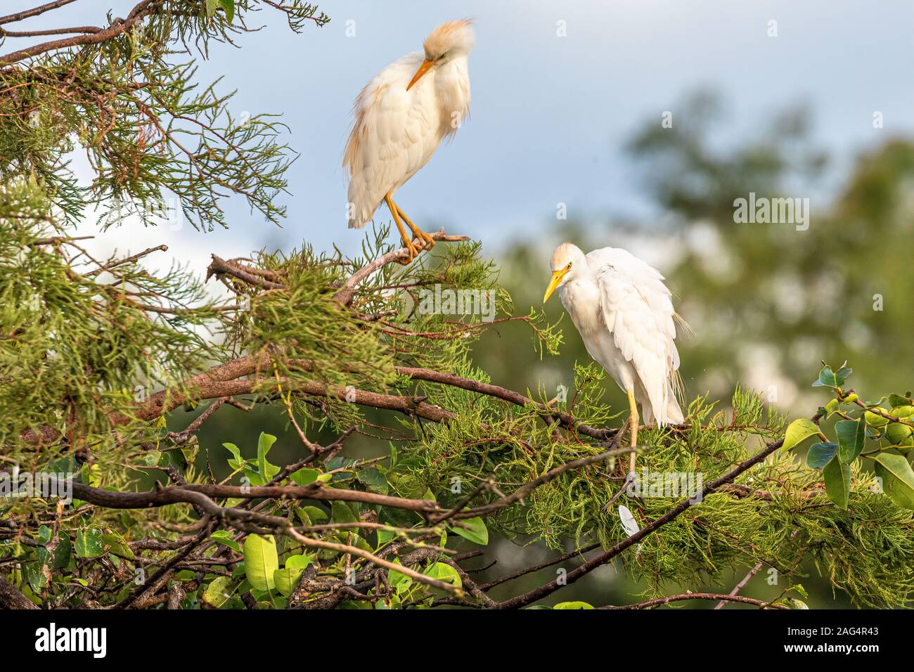 Ein paar Reiher im Cypress Tree mit anderen Wasservögel Stockfoto