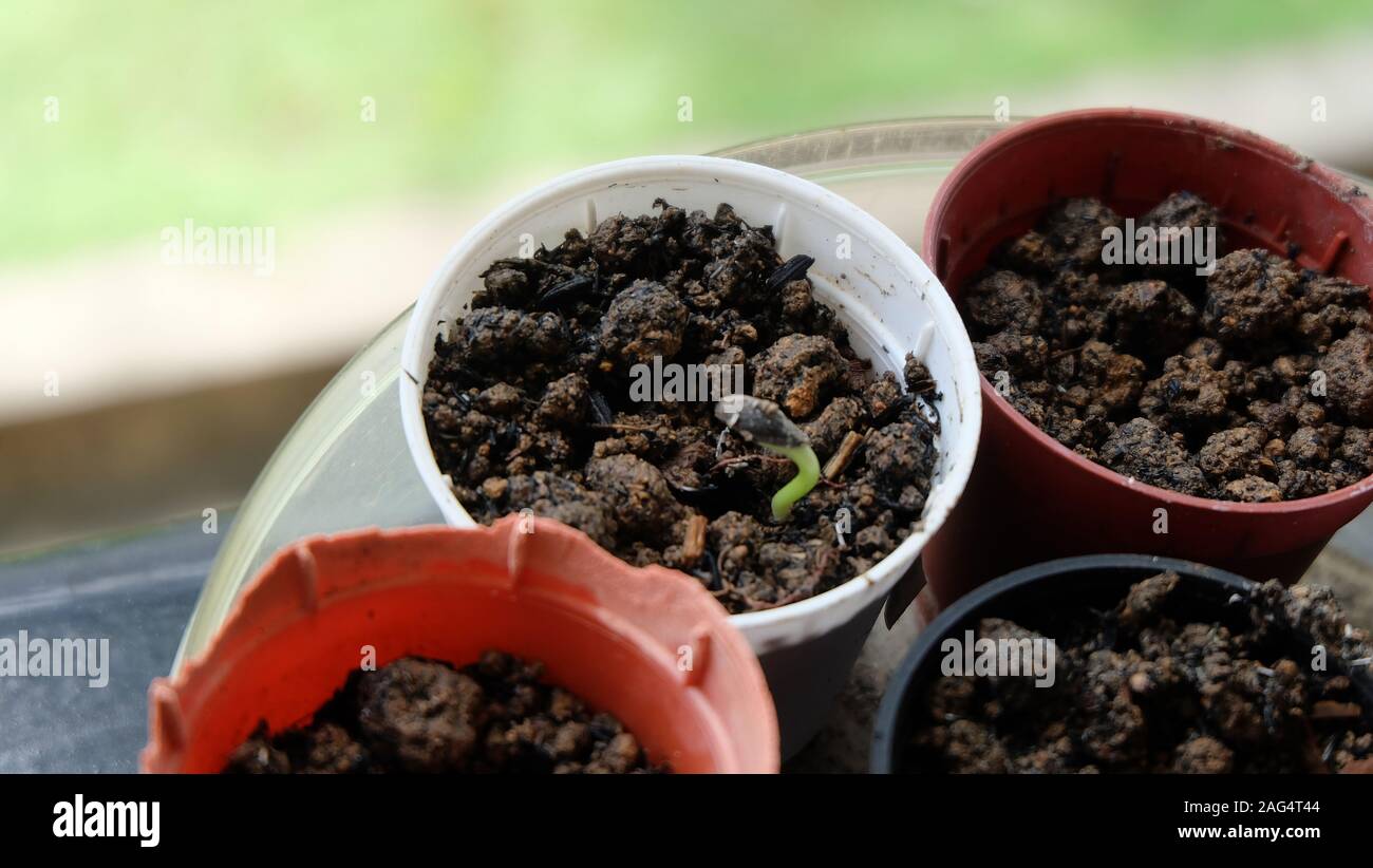 Nahaufnahme von Seed starter Töpfe, mit einem grünen Sprossen wachsen aus einem Samen. Stockfoto