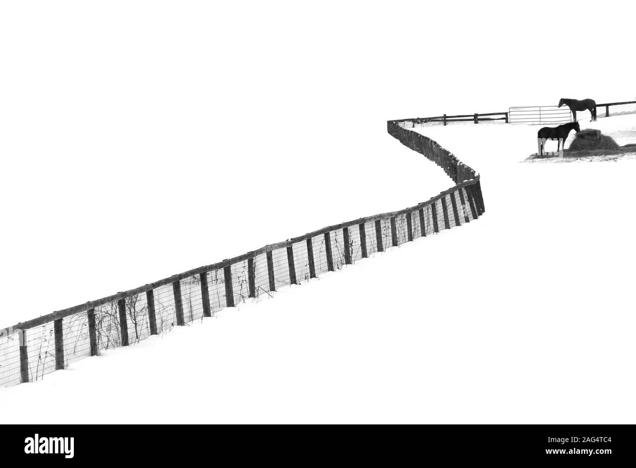 Grauer Schuß von zwei Pferden durch einen Zaun auf Ein schneebedecktes Feld Stockfoto