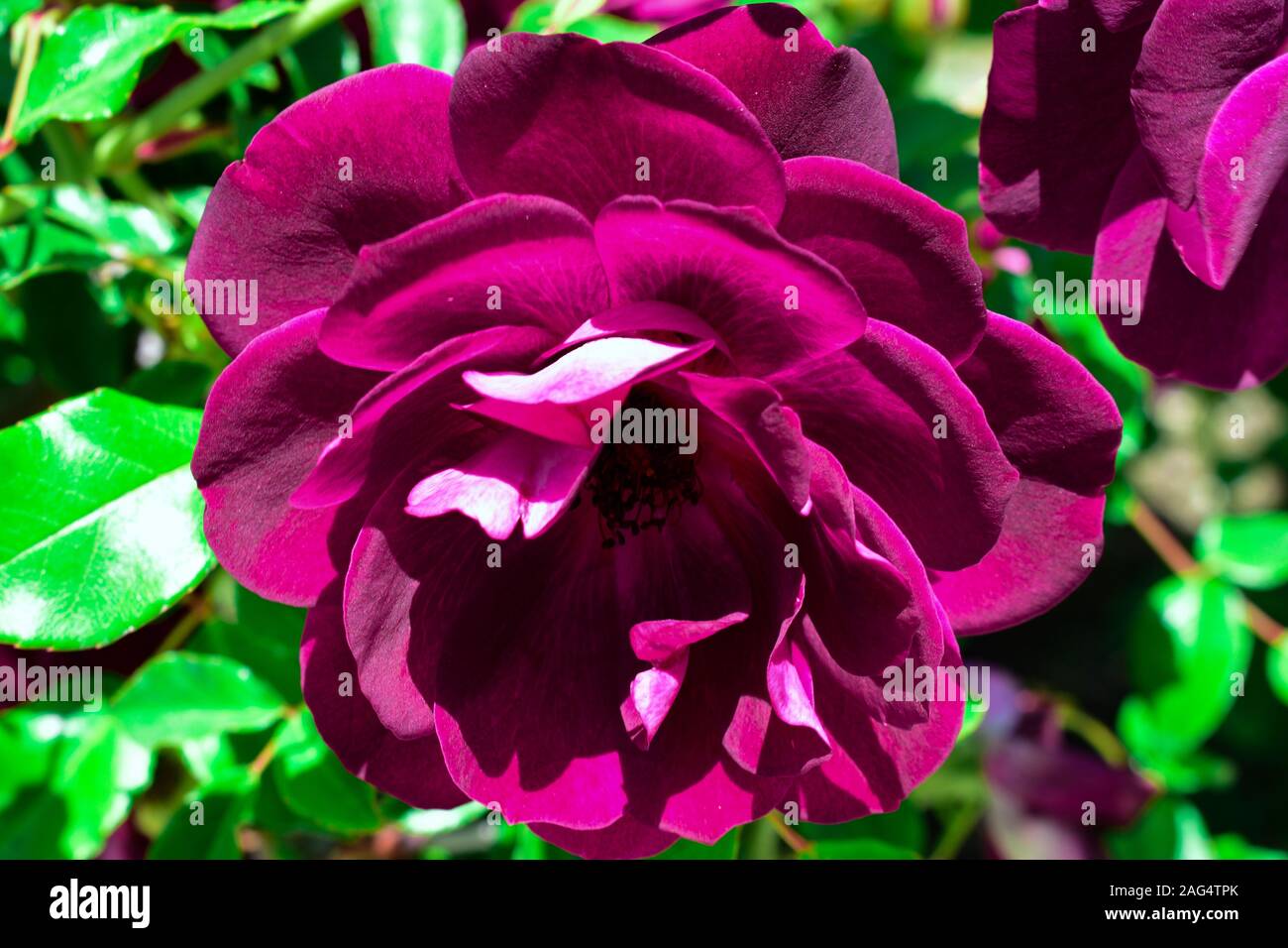 Nahaufnahme einer lila Floribunda Rose in der Mitte Von einem grünen Garten Stockfoto