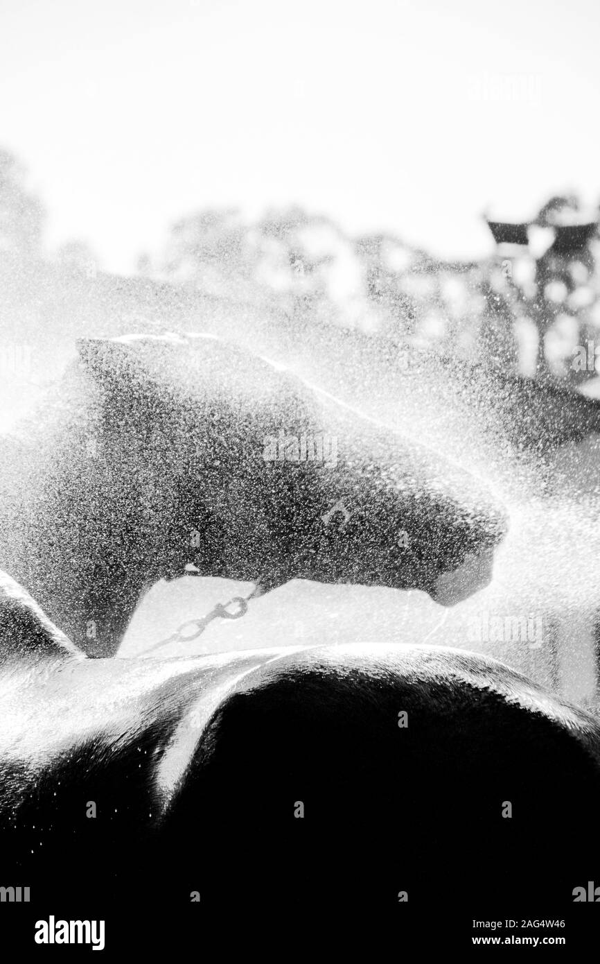 Vertikale Graustufenaufnahme eines Hengstes, der den Spritzer genießt Wasser Stockfoto