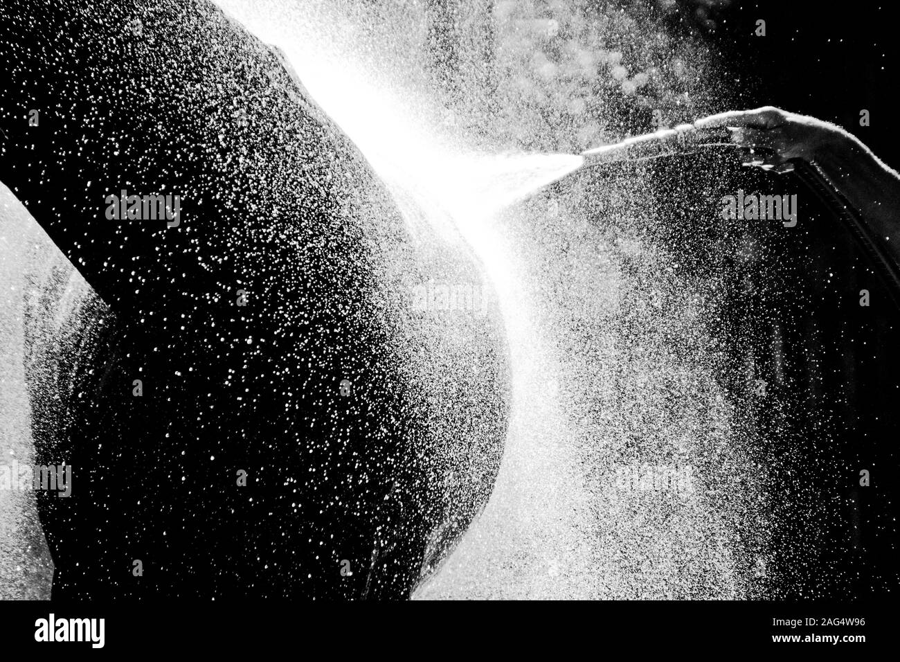 Graustufenaufnahme eines Hengstes, der den frischen Spritzer genießt Wasser Stockfoto