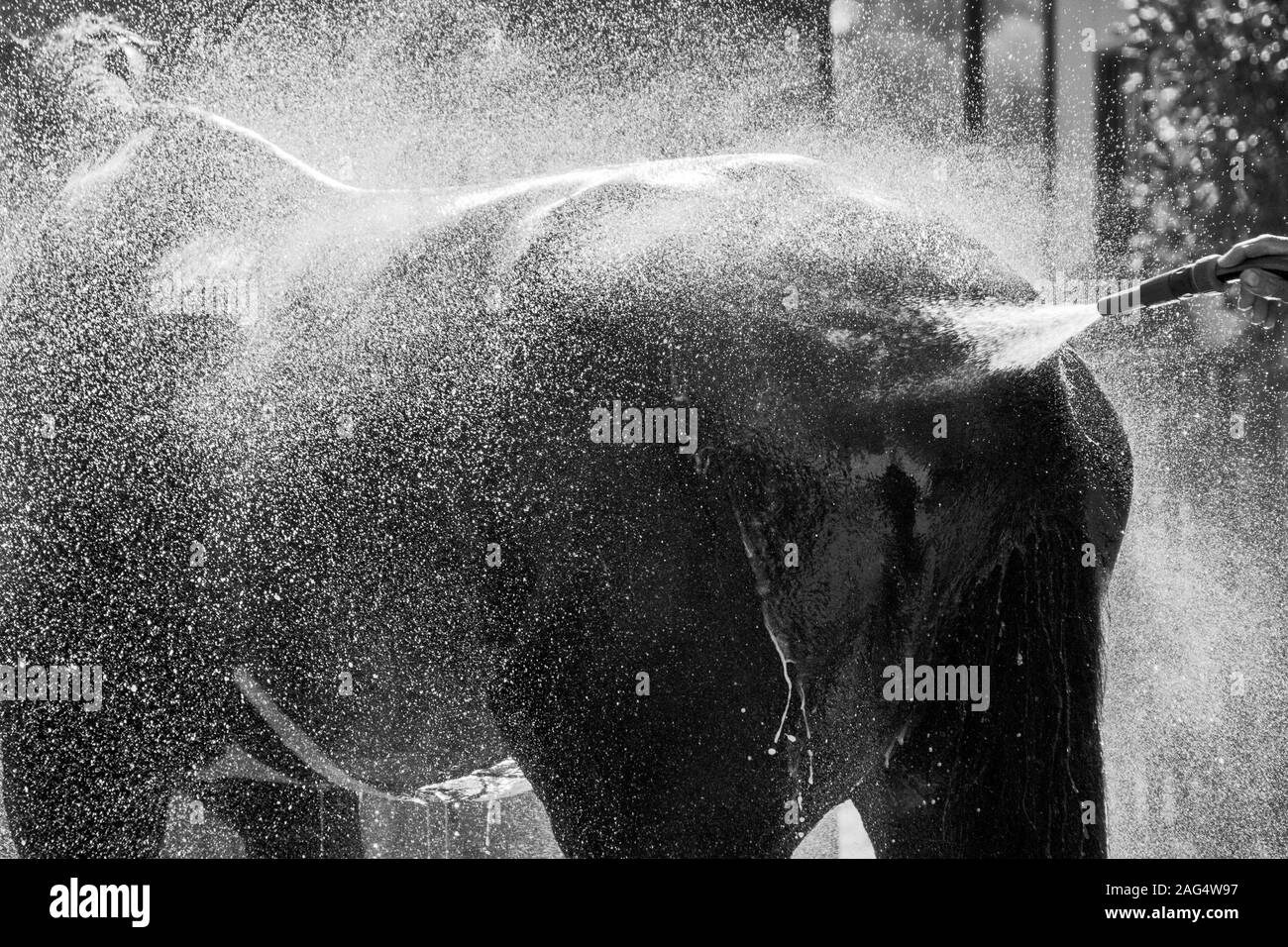 Graustufenaufnahme eines Hengstes, der den frischen Spritzer genießt Wasser Stockfoto