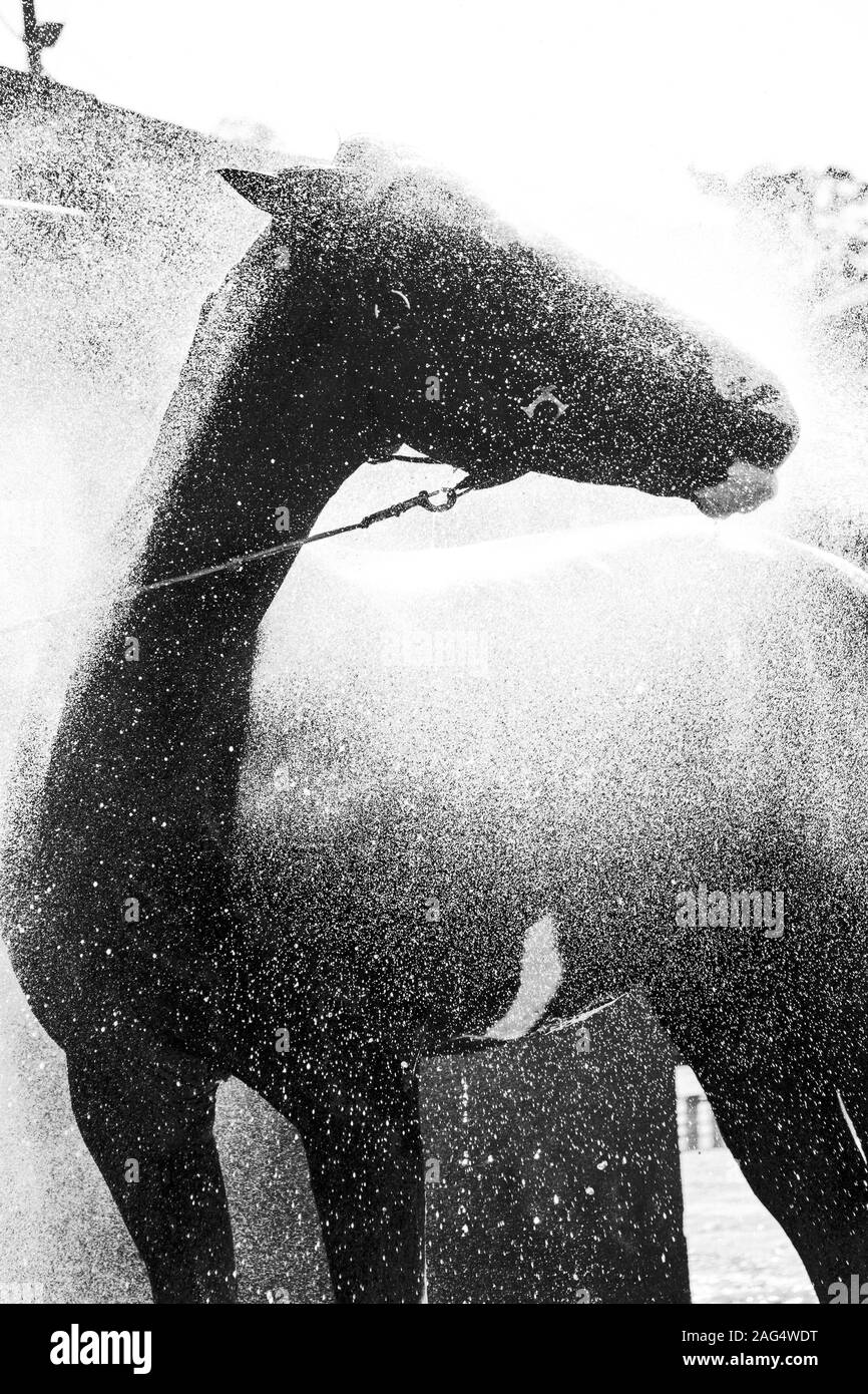 Vertikale Graustufenaufnahme eines Hengstpferdes, das die Frische genießt Wasserspritzer Stockfoto