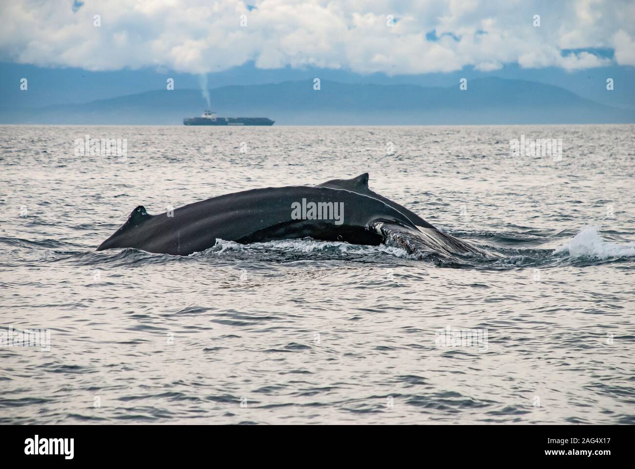 Nahaufnahme von zwei Buckelwalen, die an der Küste von Vancouver, BC, Kanada, kreuzen Stockfoto