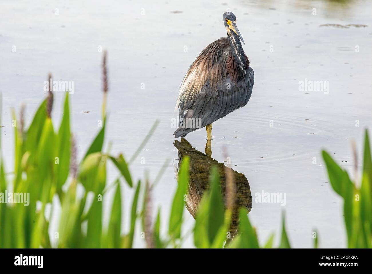 Dreifarbige Heron mit Reflexion auf dem Wasser Stockfoto