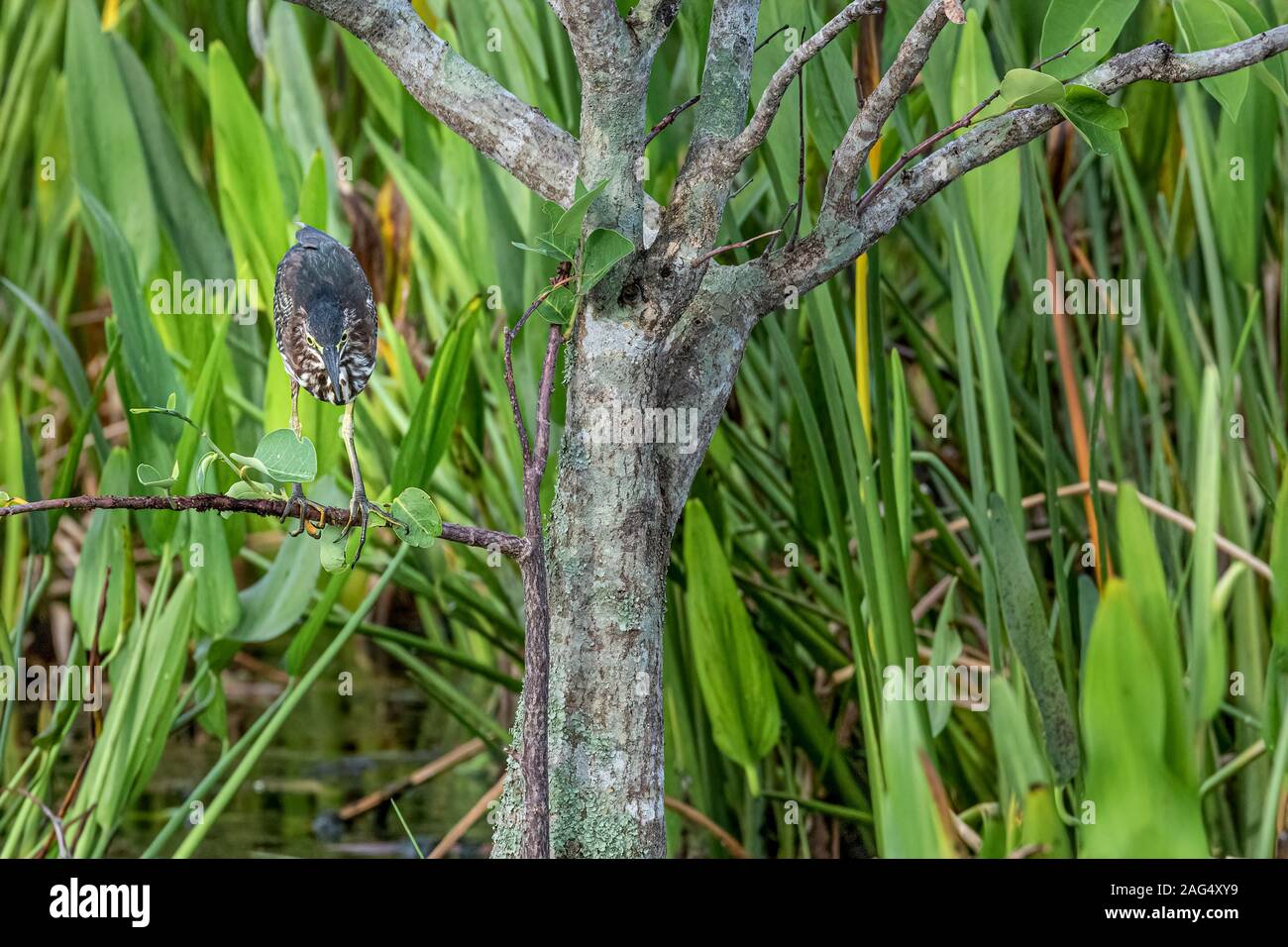 Green Heron hocken auf einem Ast Stockfoto