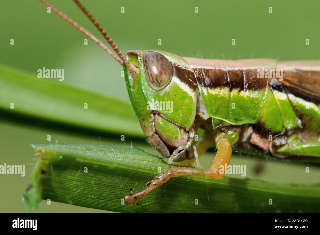 Grasshopper feeding auf Gras Halme Stockfoto